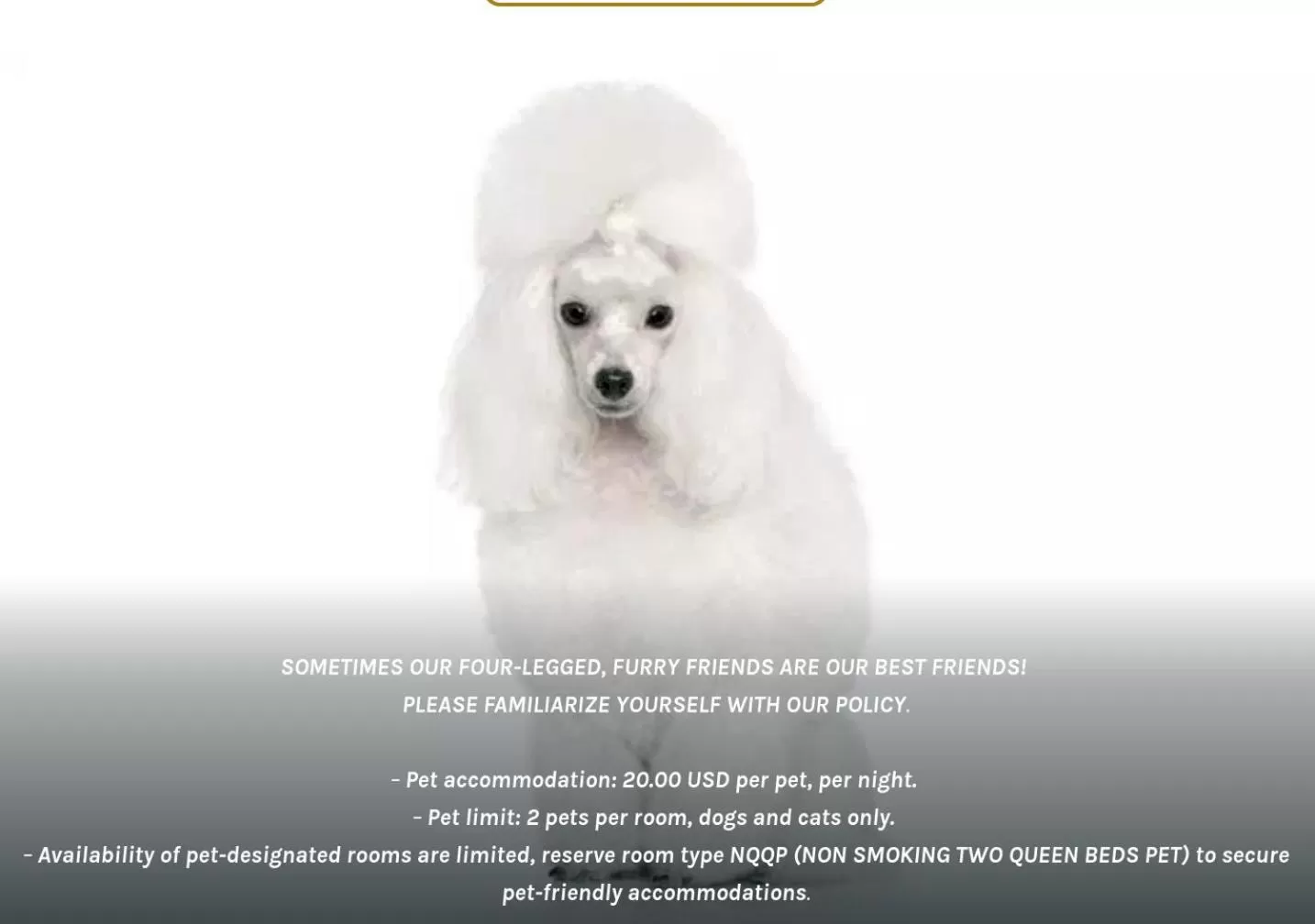 Pets in Wingate by Wyndham New Castle - Glenwood Springs