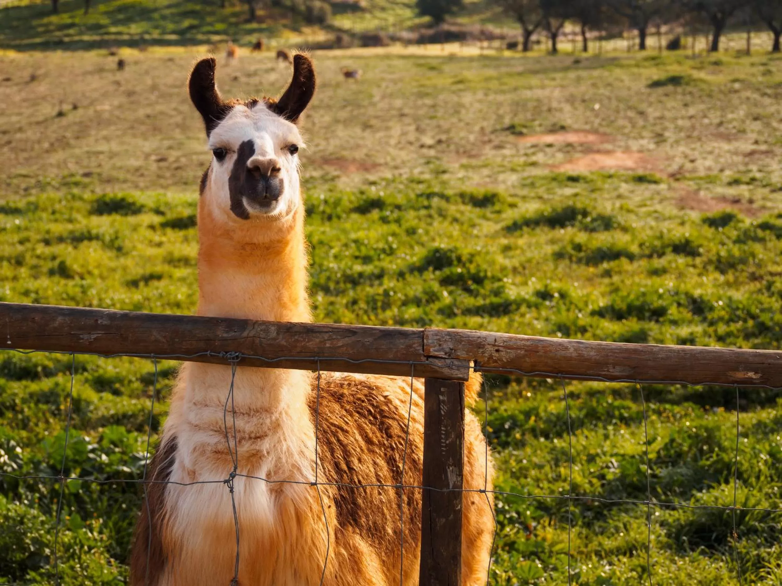 Monte Santa Catarina