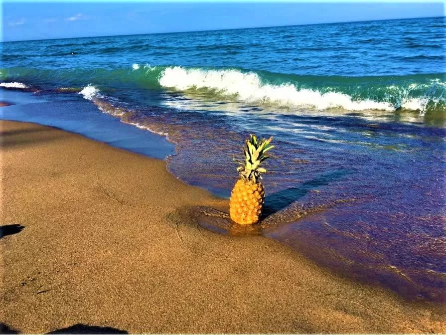 Natural landscape in Gold Coast Family Cottages