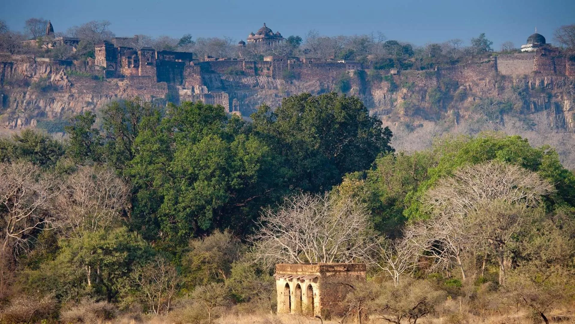 Ranthambore MAHÀL