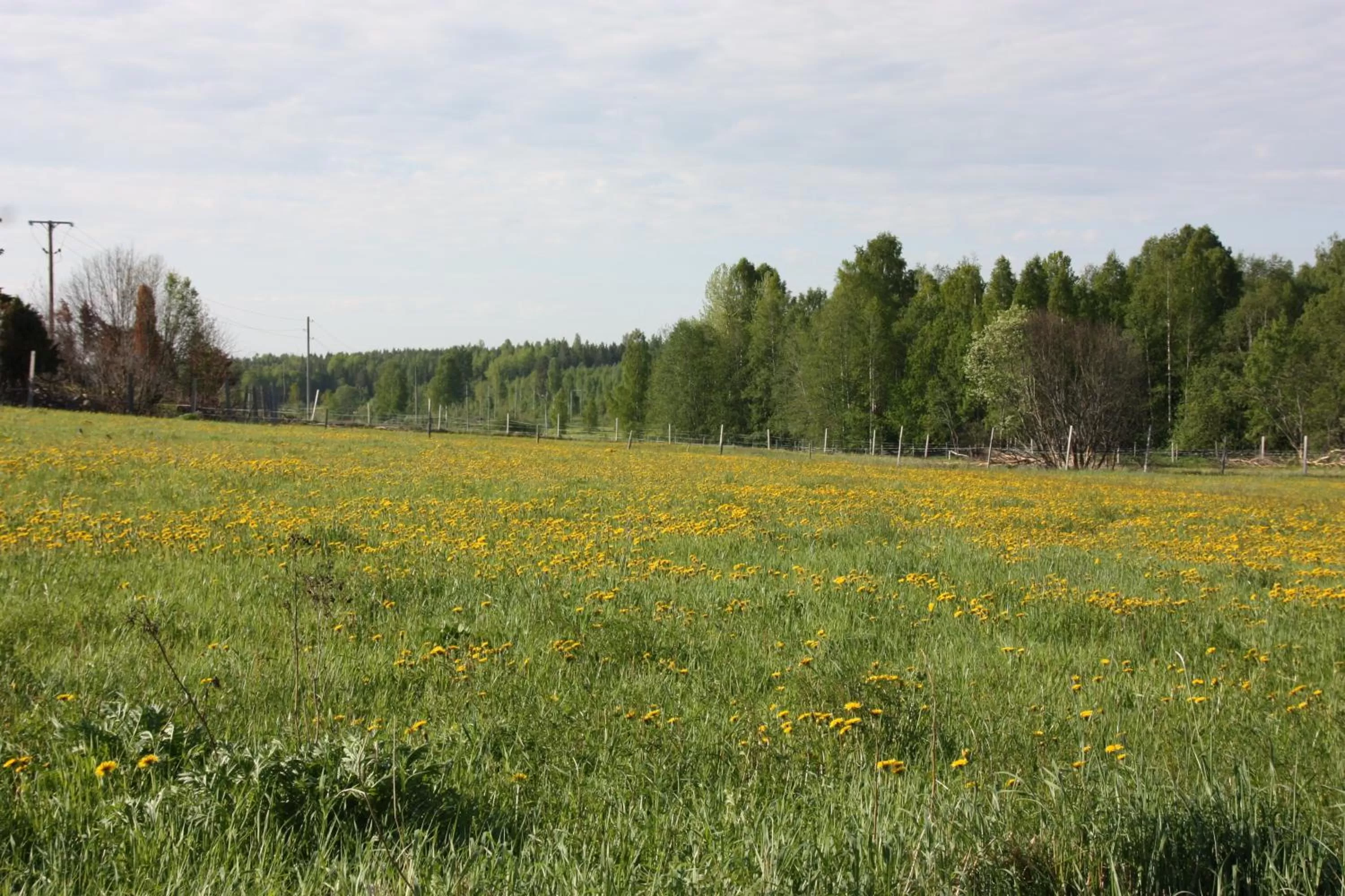 Spring in Hedenstugan B&B Hotel