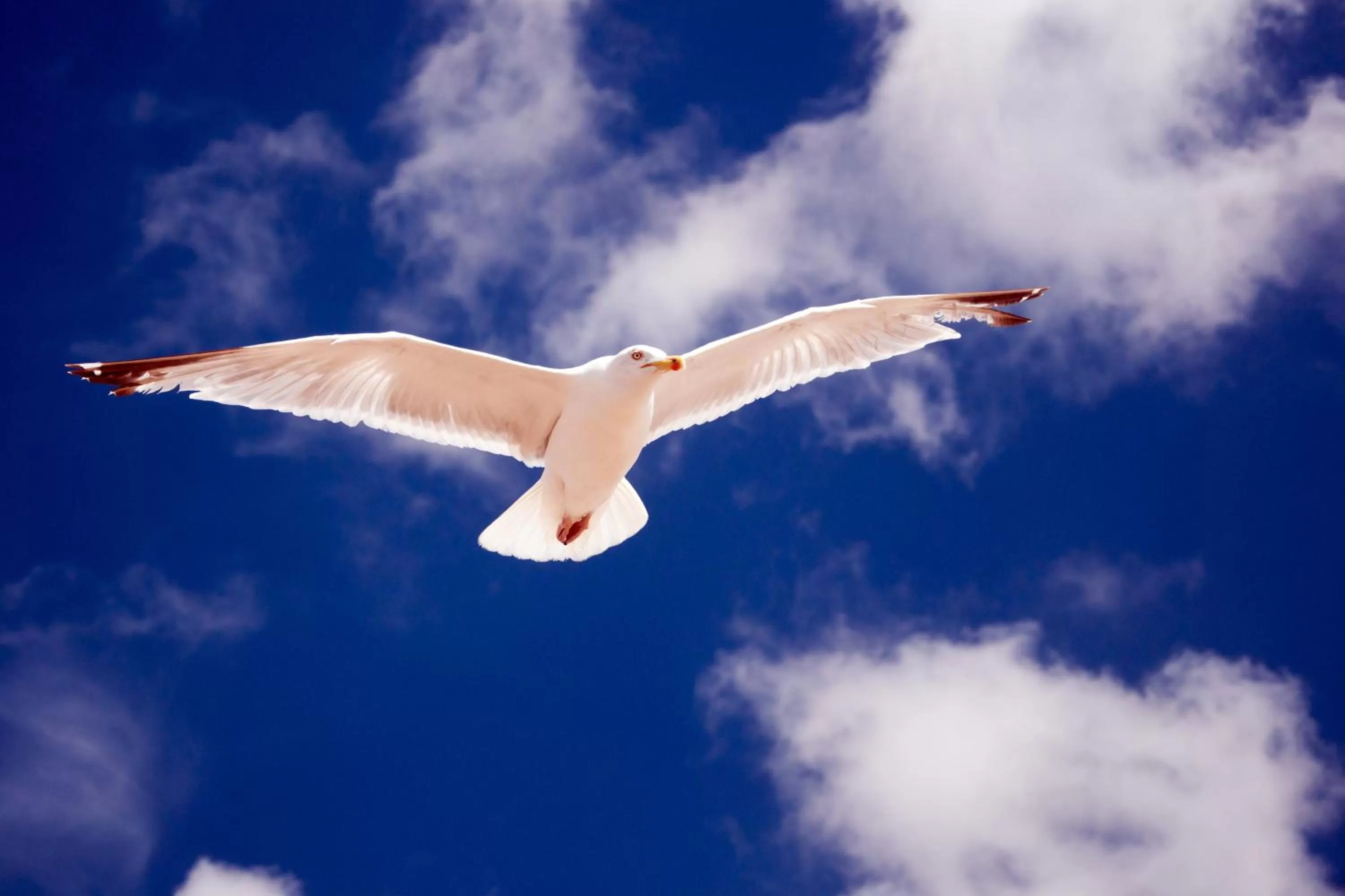 Natural landscape in Two Brothers Hotel Astoria