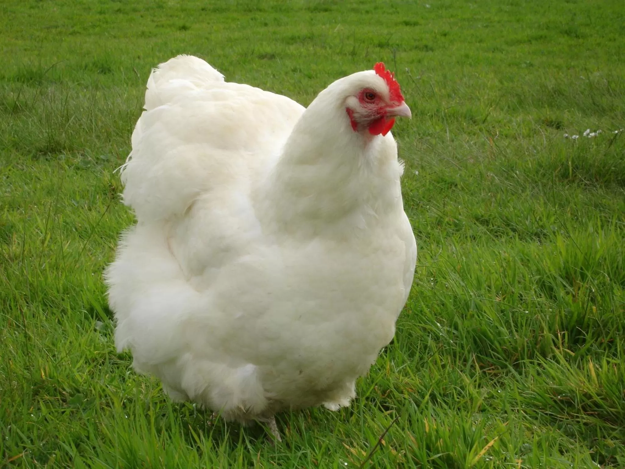 Animals in Leworthy Farmhouse Bed and Breakfast