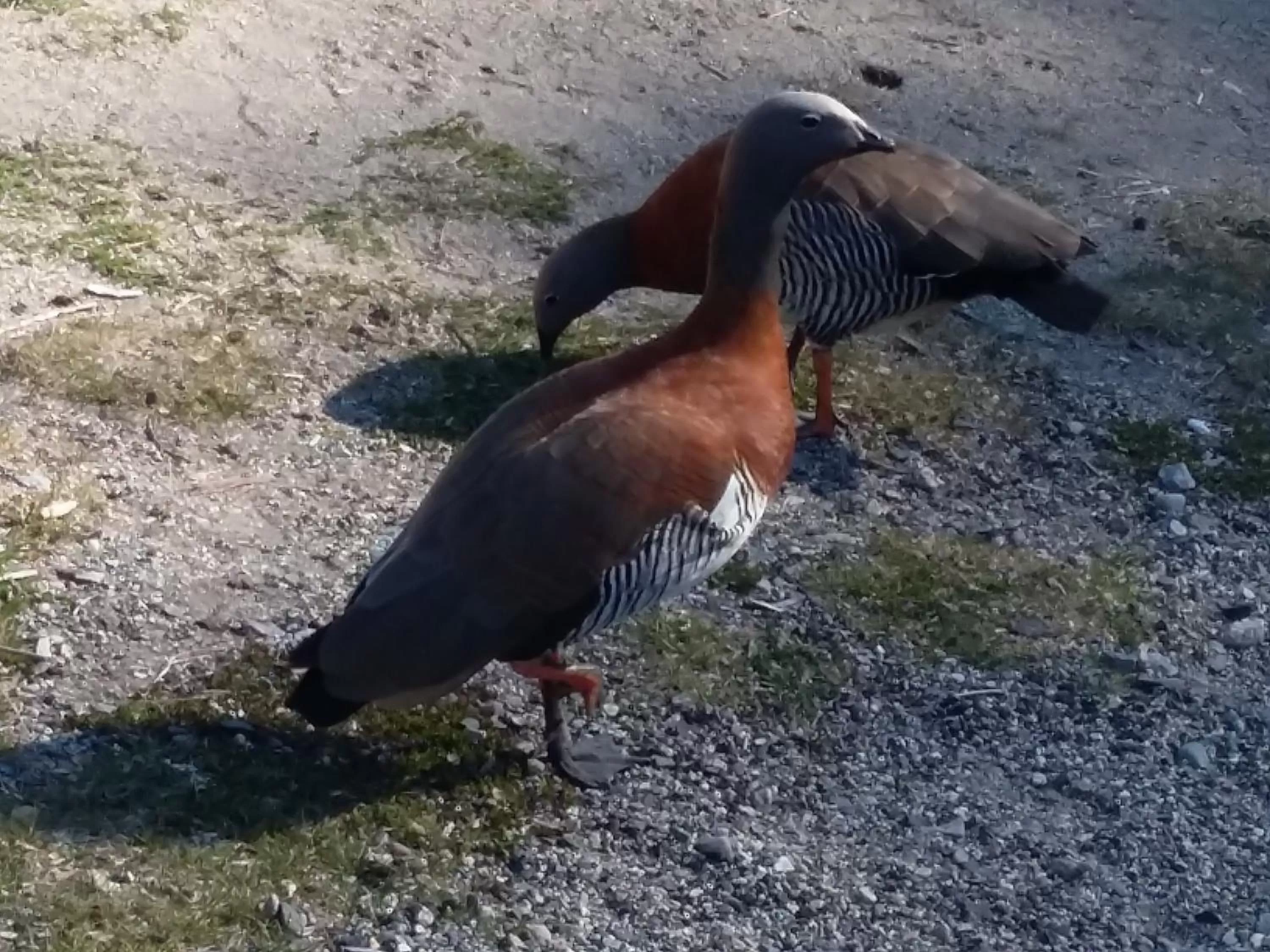 Animals in Hosteria Lekun Lekun