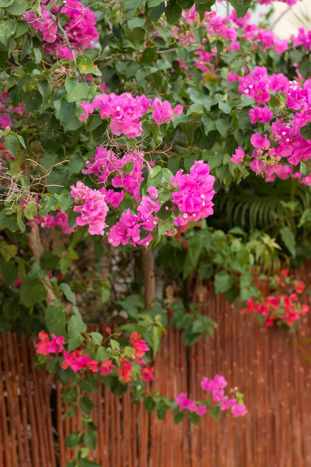 Garden in Bella Noni B&B