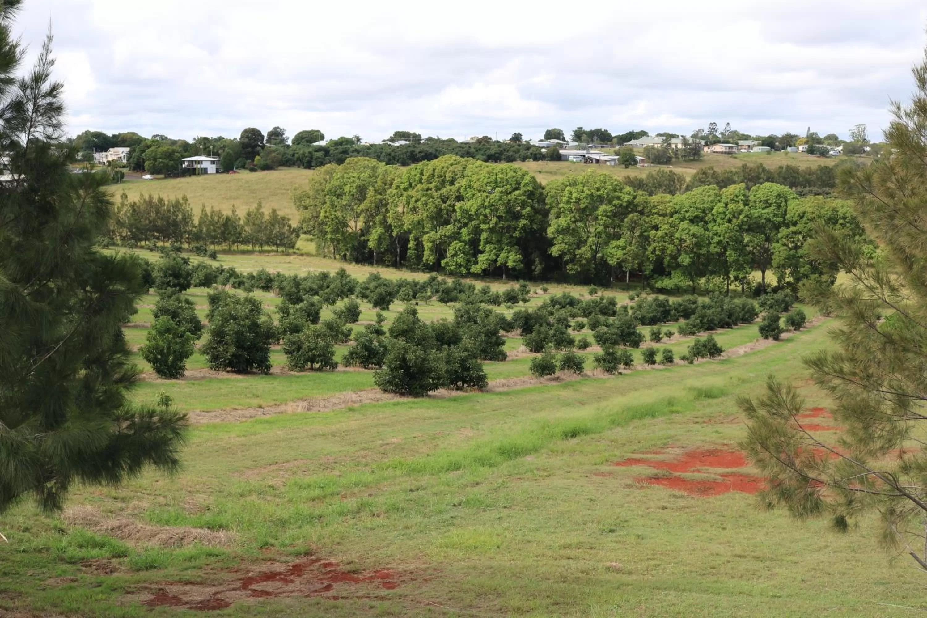 Landmark view in Avocado Motor Inn