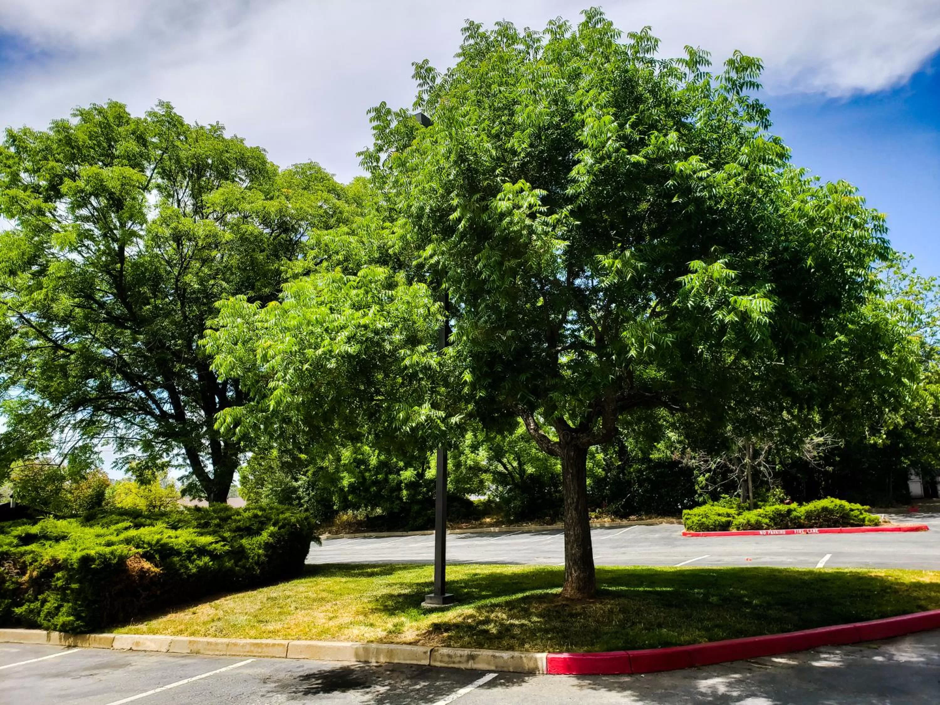 Garden in Super 8 by Wyndham Auburn