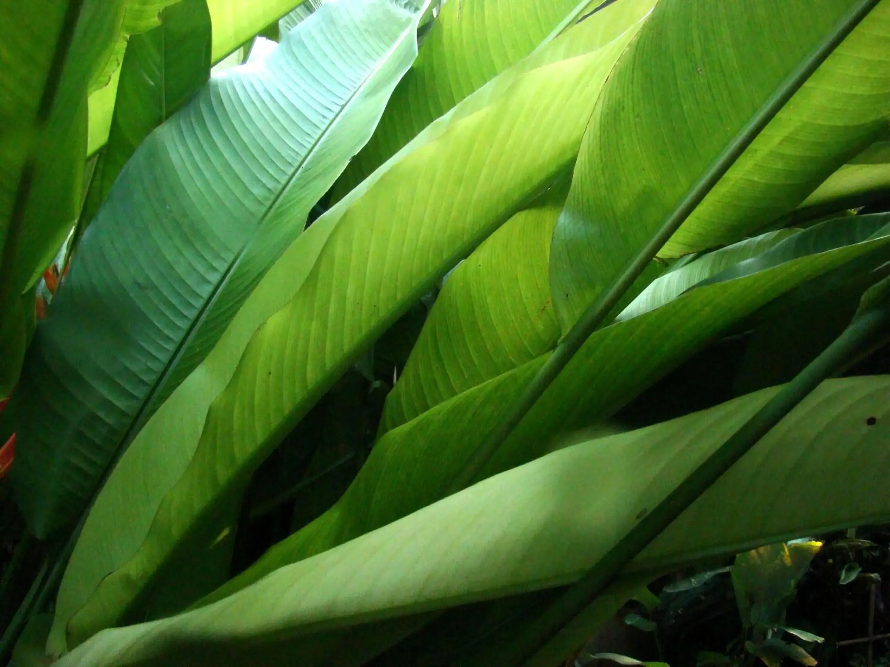 Villa in Teakwood villa Villa in Teakwood villa