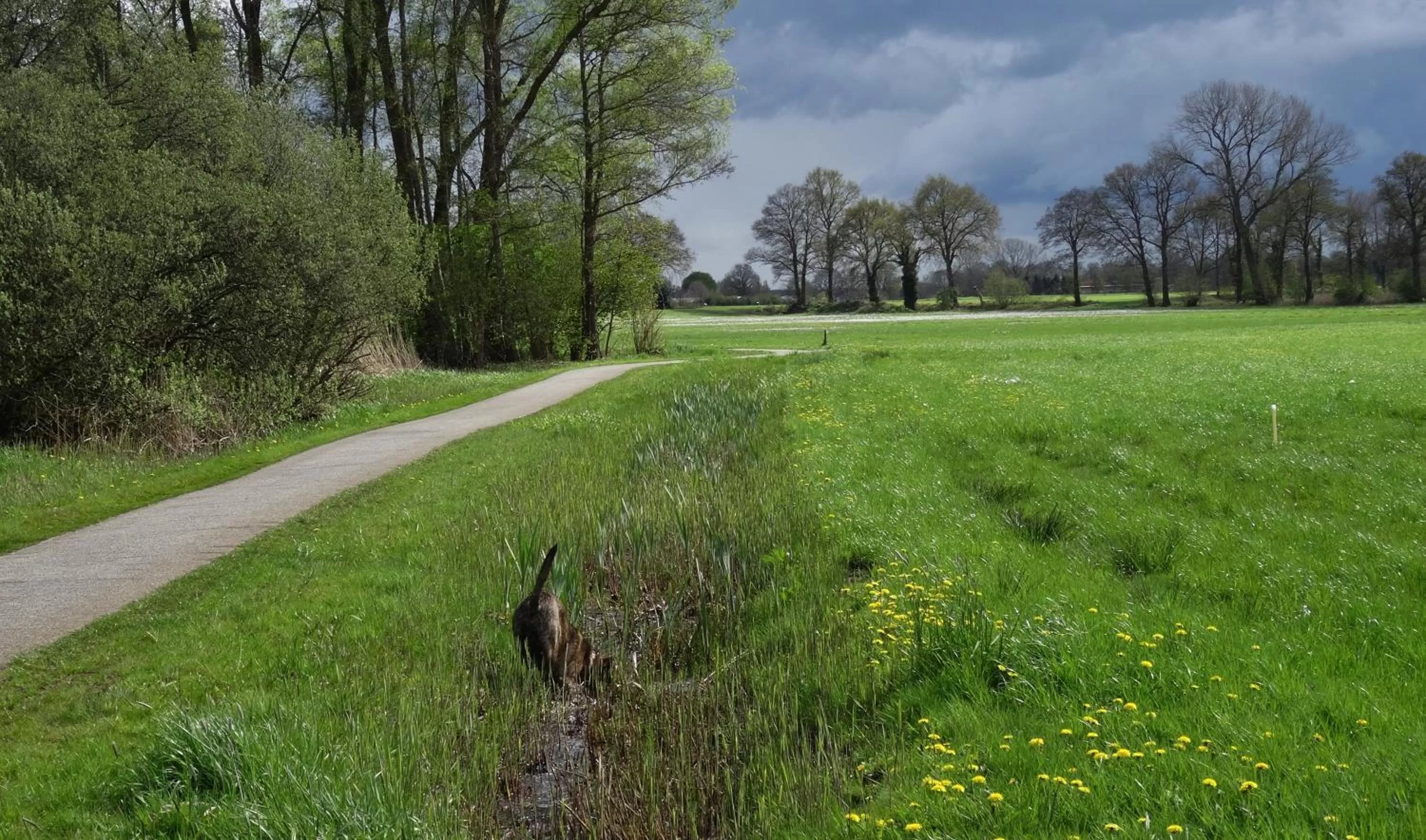 Spring in Brinkesdiek