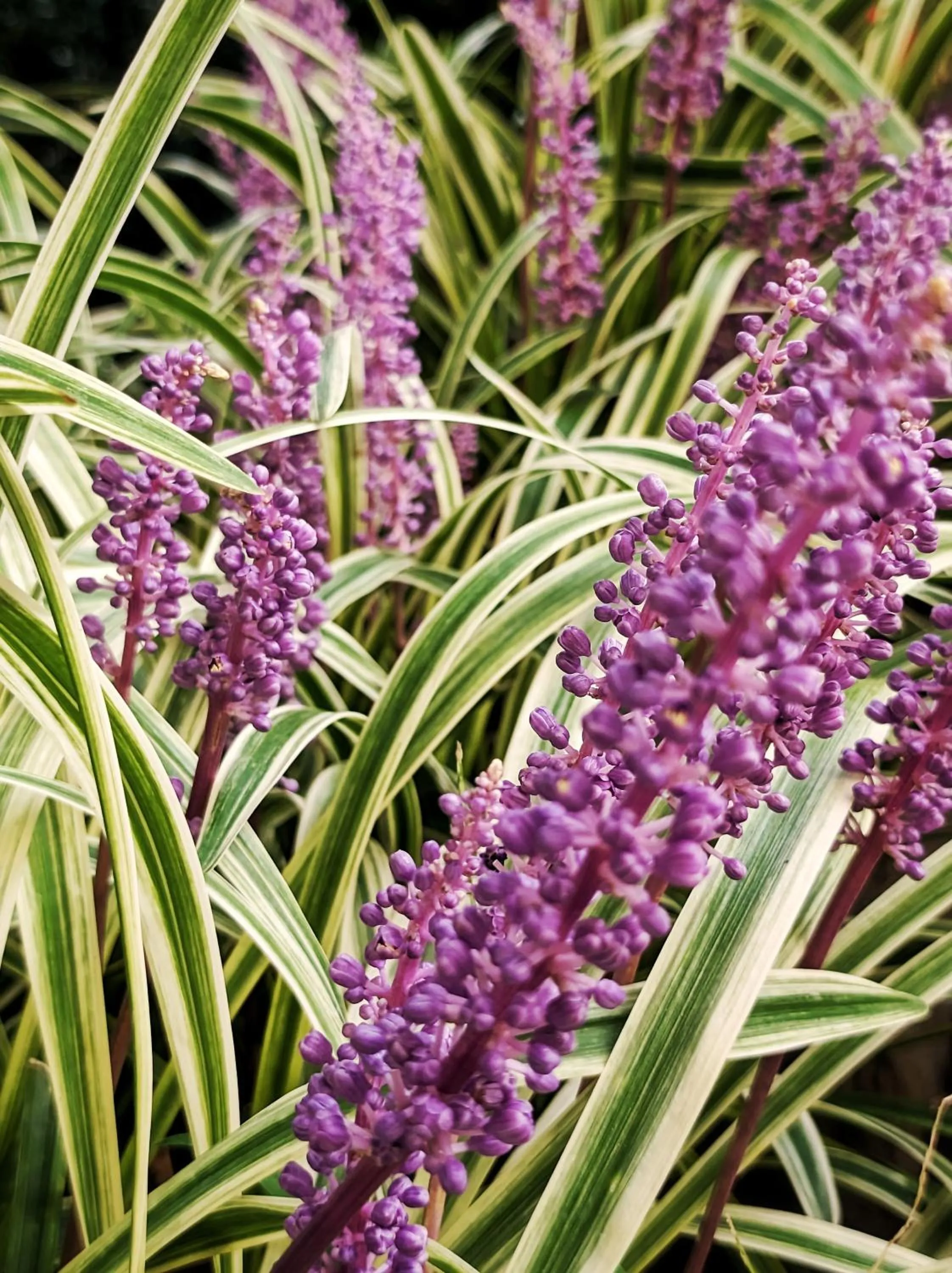 Garden in Grand Hotel Cocumella
