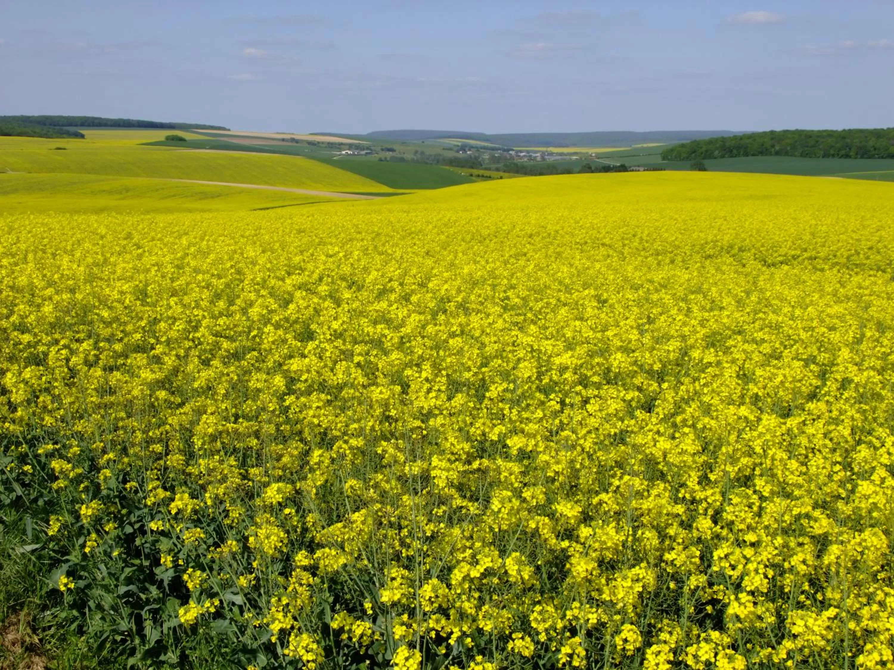 Natural landscape in 14-18 Meuse-Argonne