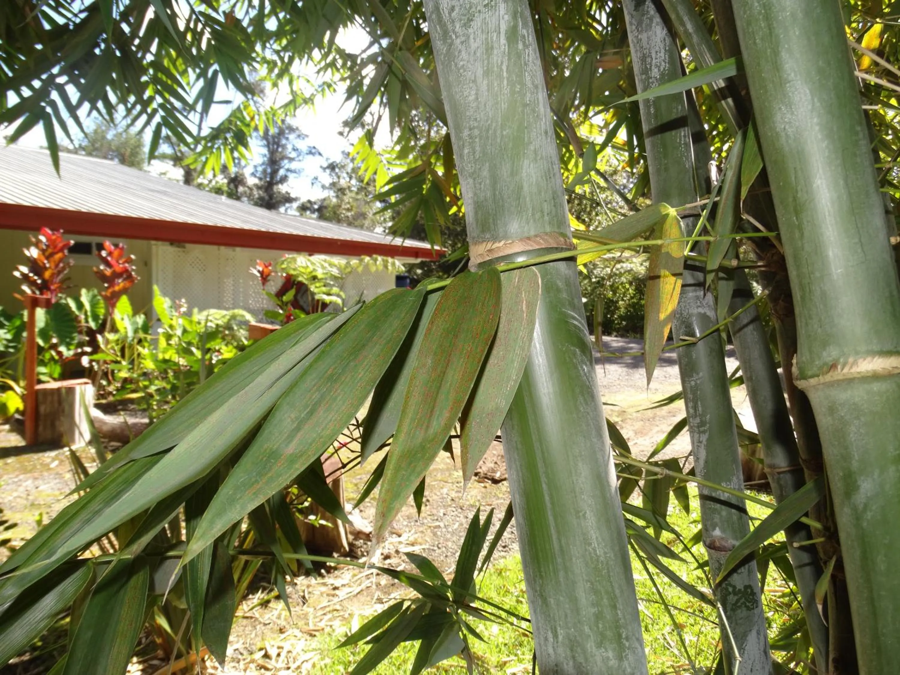 Garden in Lokahi Lodge