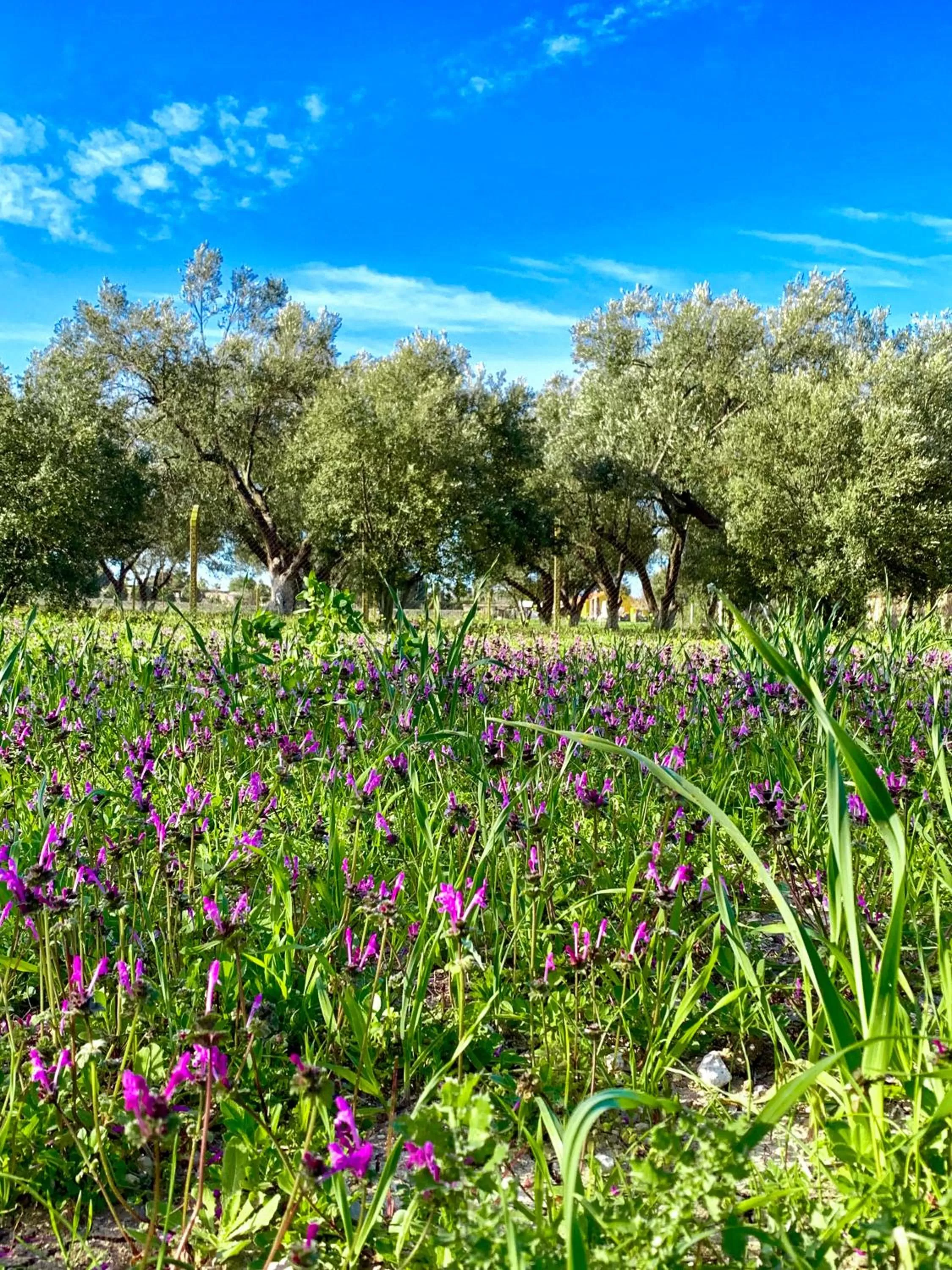 Garden in Alaçatı Barbarossa Hotel