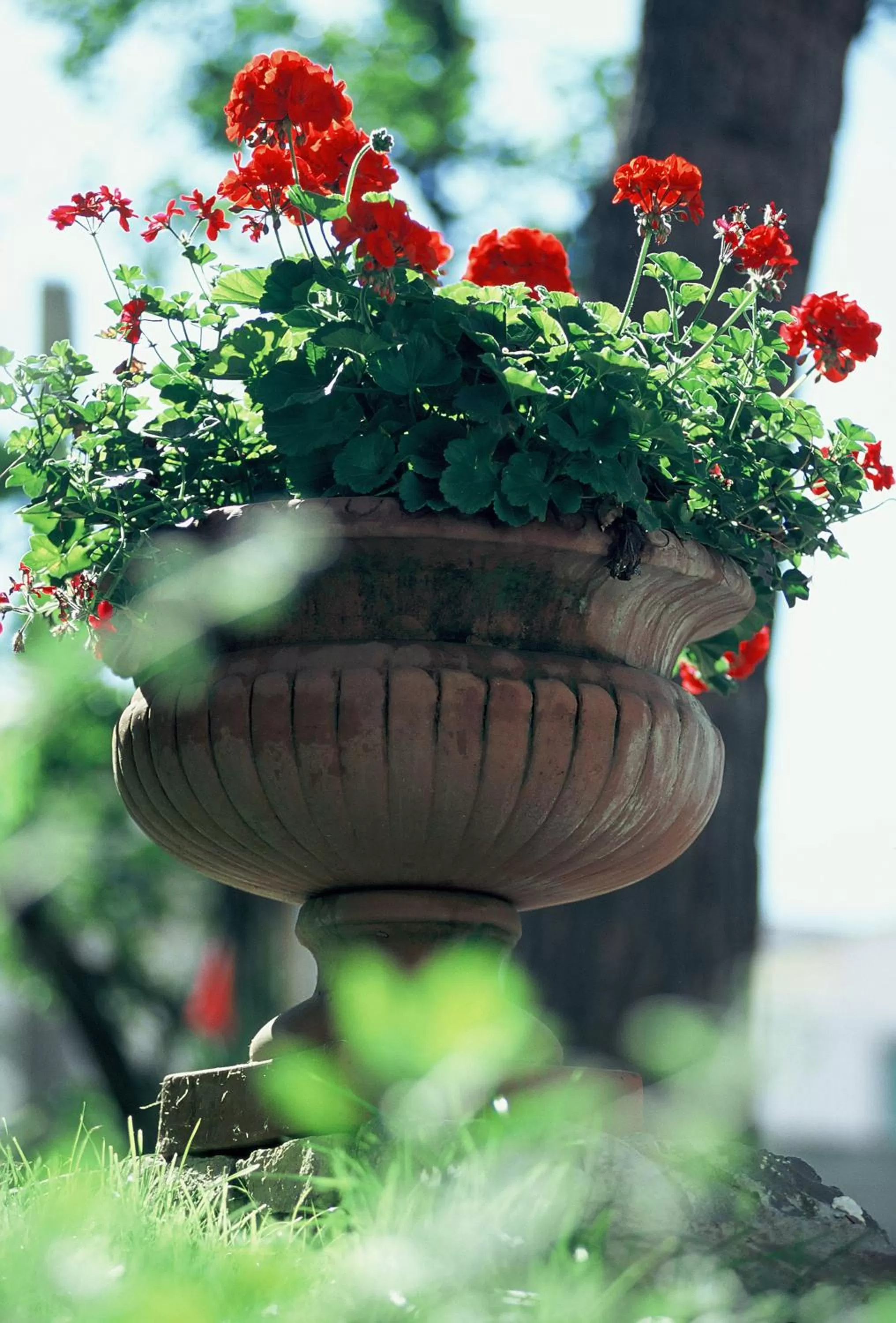 Garden in Hotel Zi' Teresa