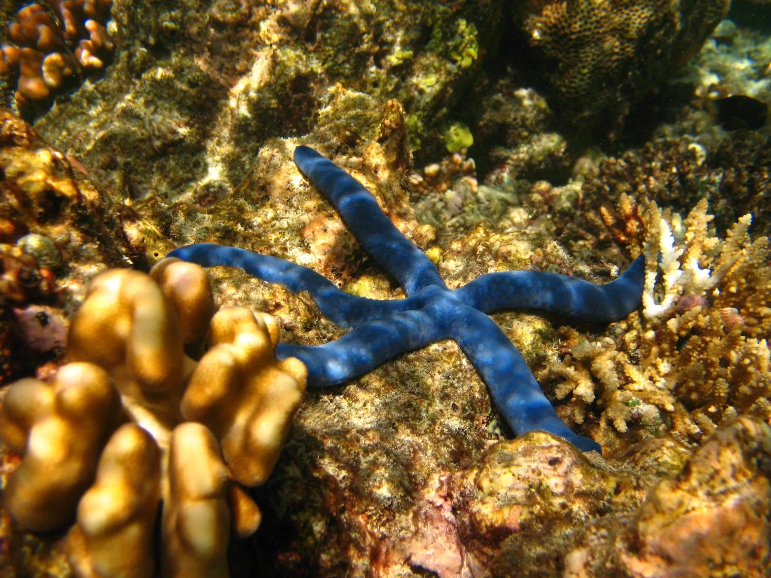 Snorkeling, Other Animals in Paradise Cove Resort