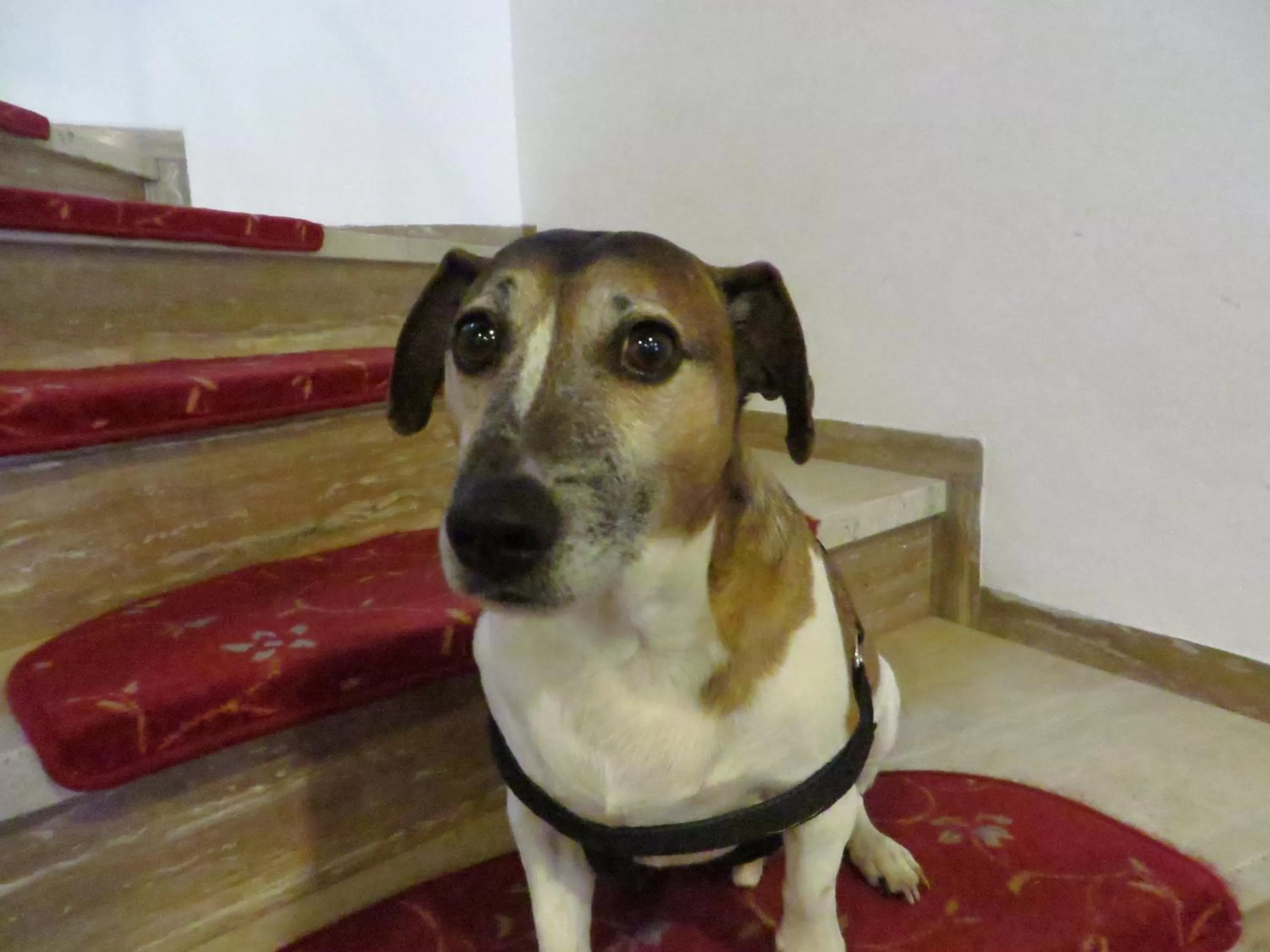 Animals in Hotel Ruchti - Zeit für mich