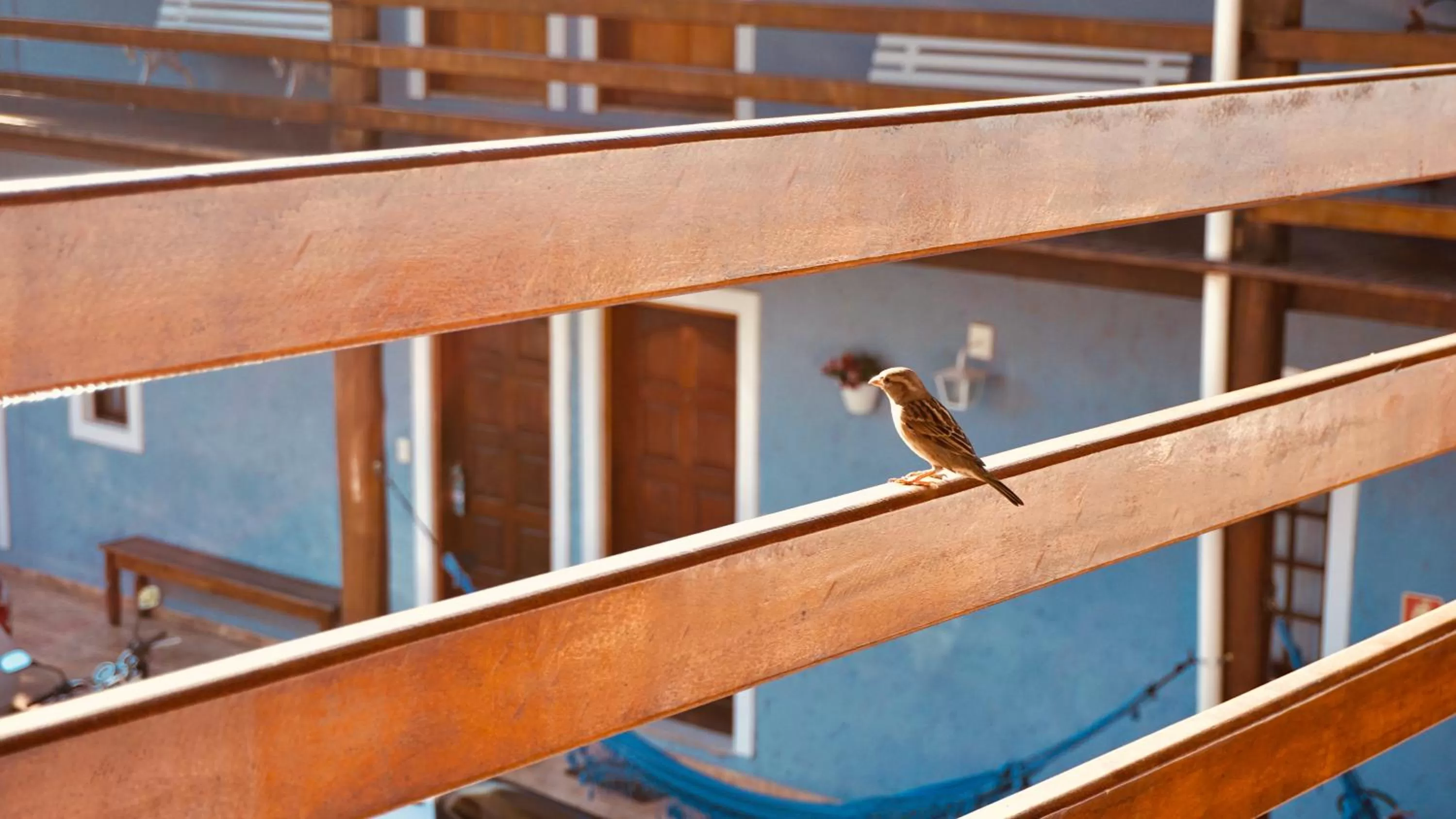 Animals in Beija Flor Pousada