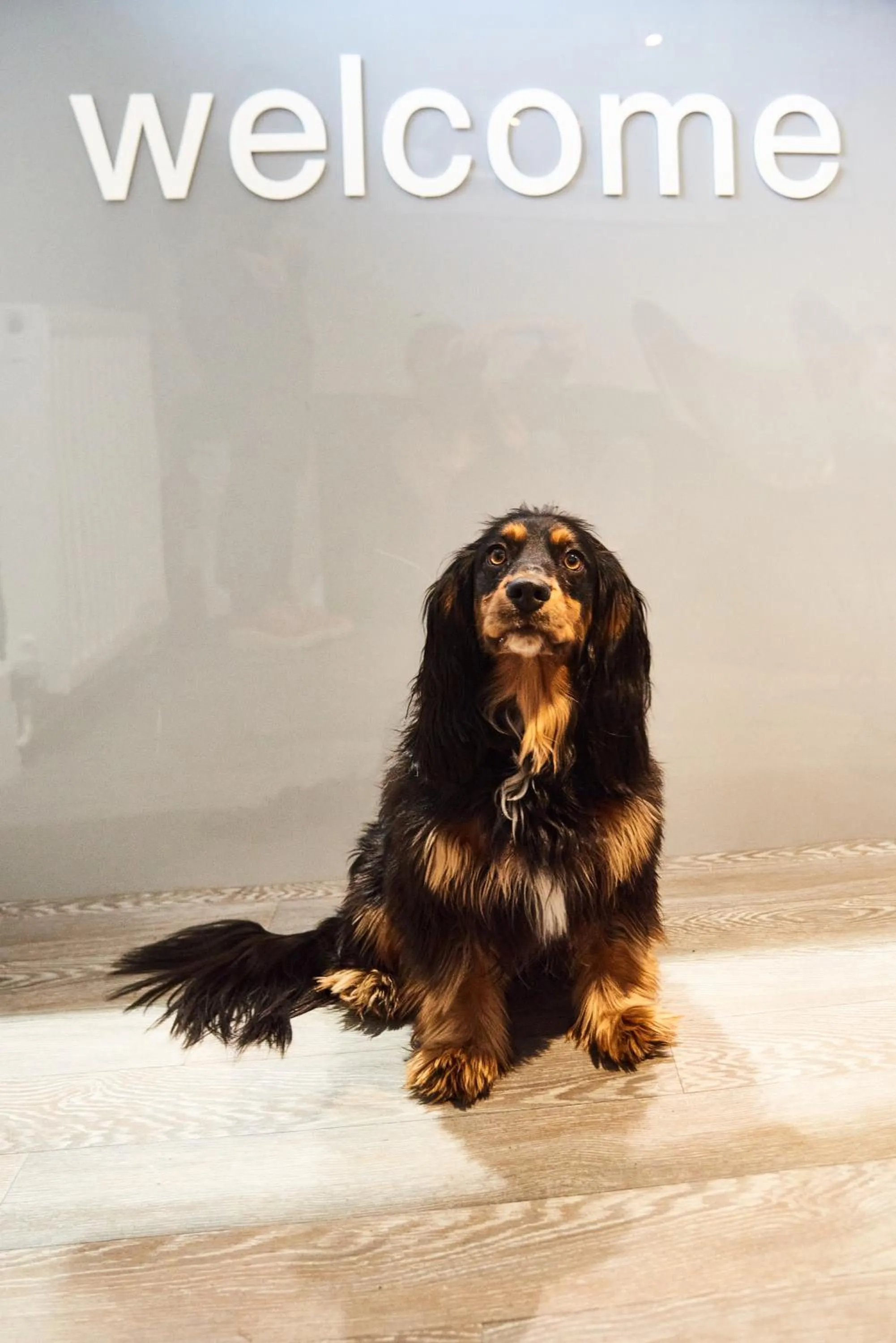 Pets in Kenilworth Hotel