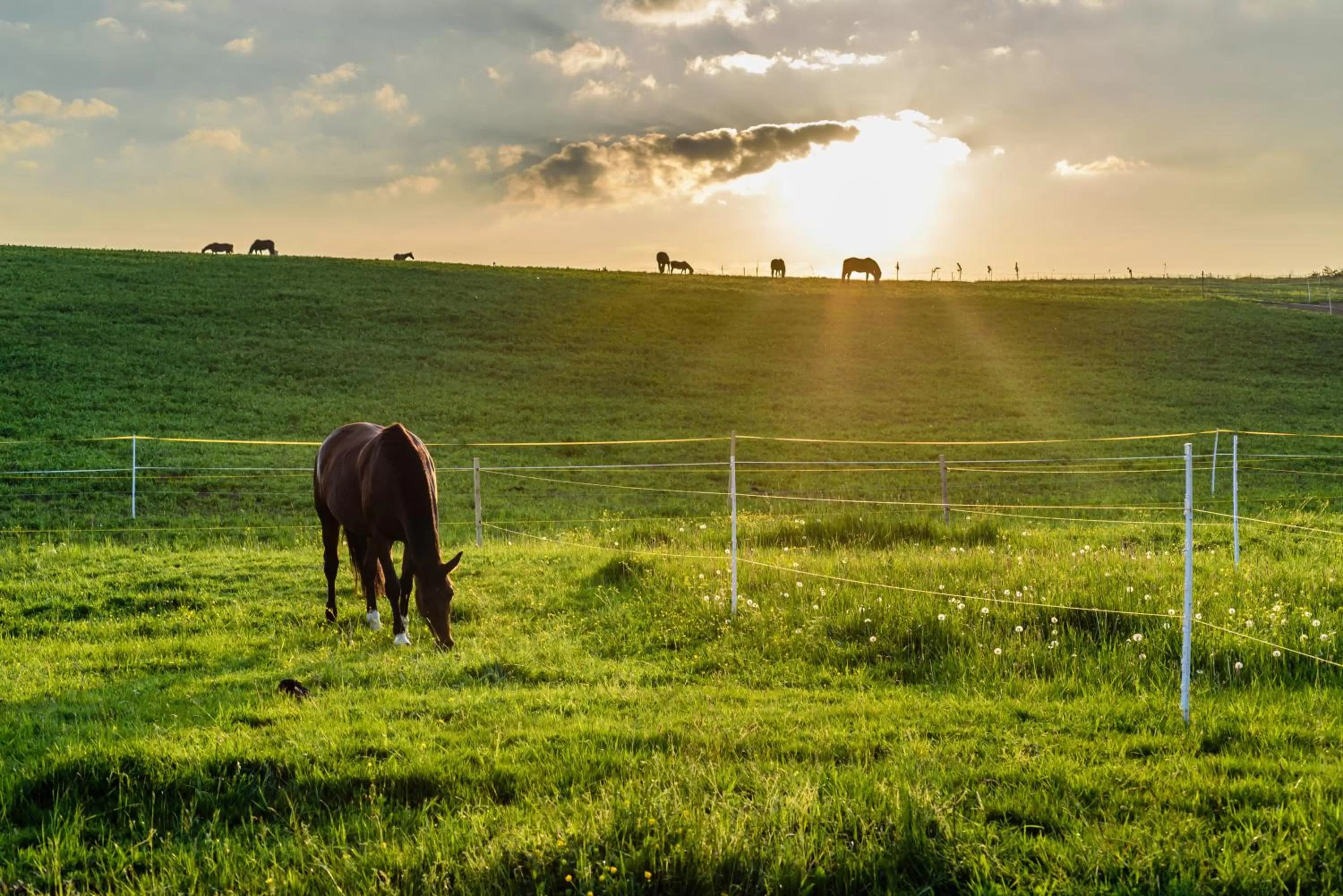 Horse-riding in Oravský Háj Garden Hotel & Resort