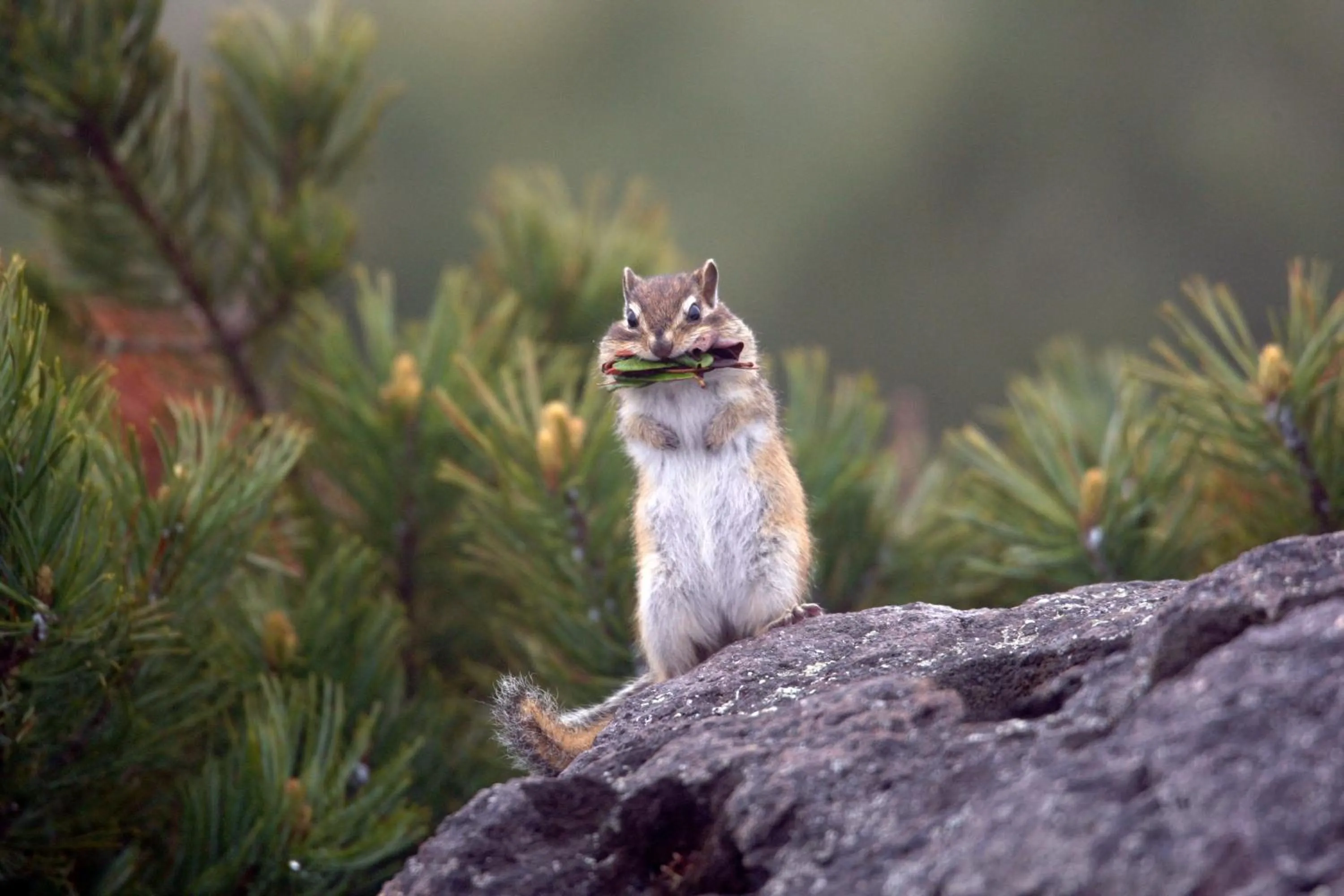Natural landscape in Higashikawa Asahidake Onsen Hotel Bear Monte