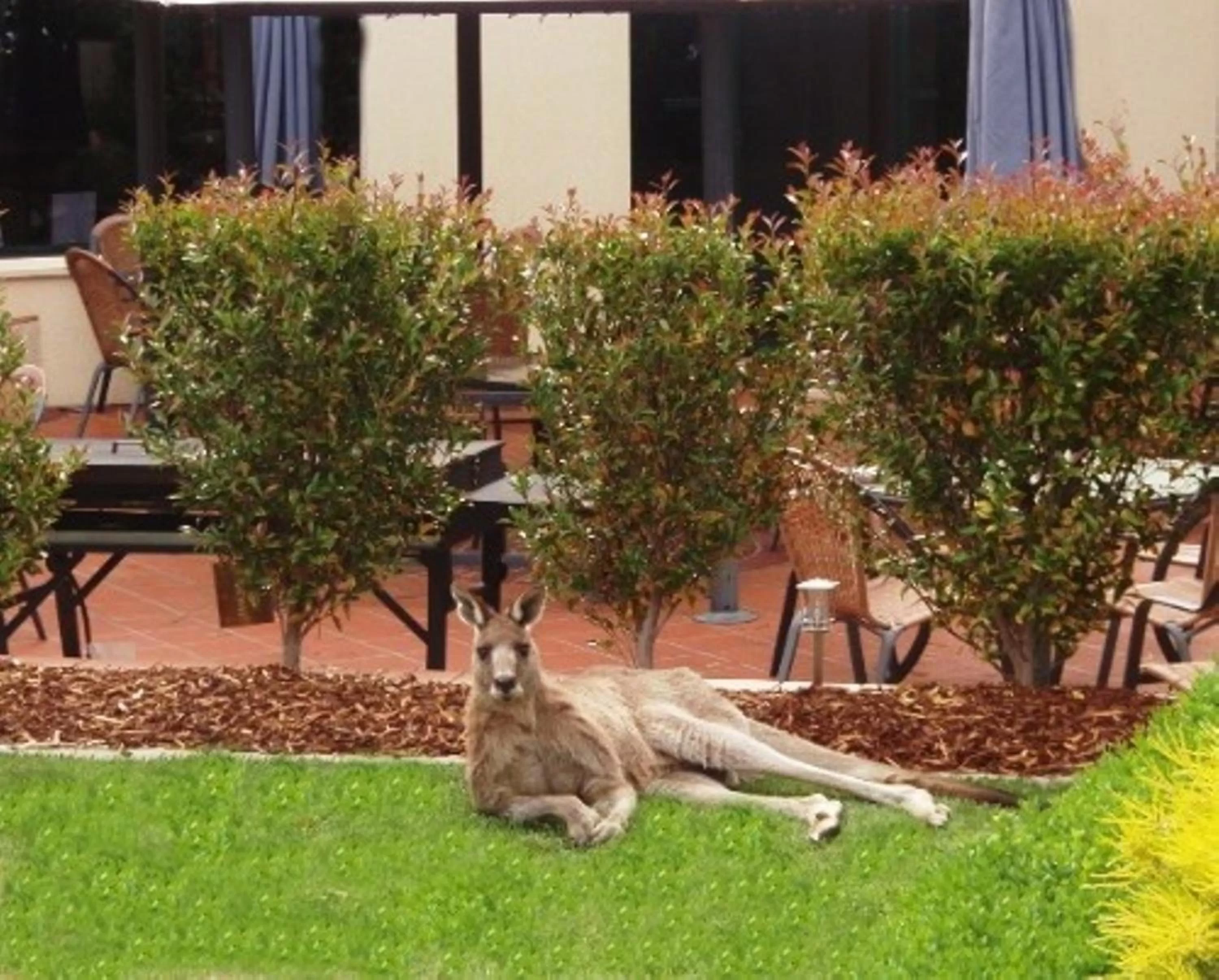 Animals in Alpha Hotel Canberra