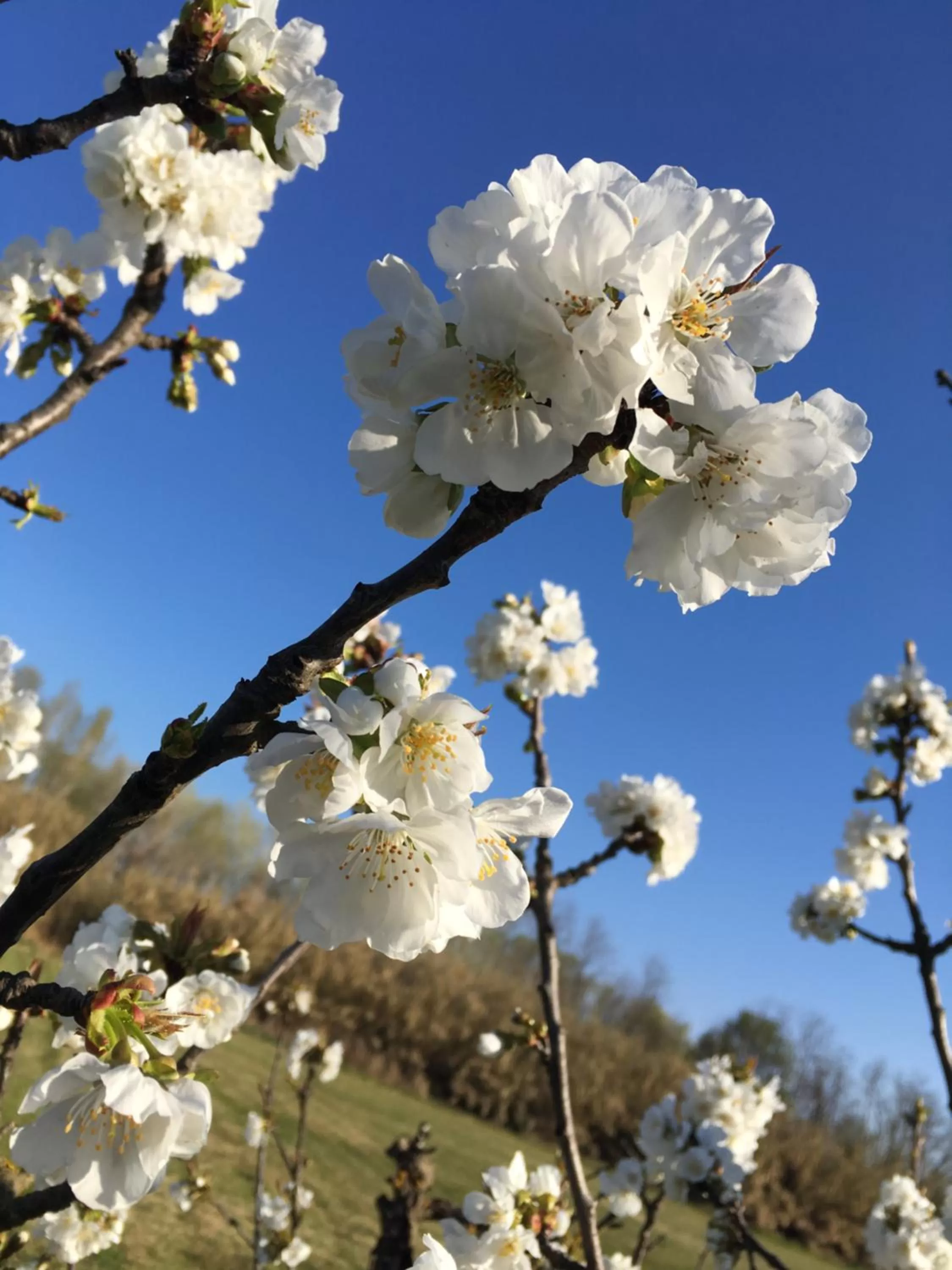 Natural landscape in Le Mas des Cerisiers JACUZZI et SAUNA inclus pour tous les logements