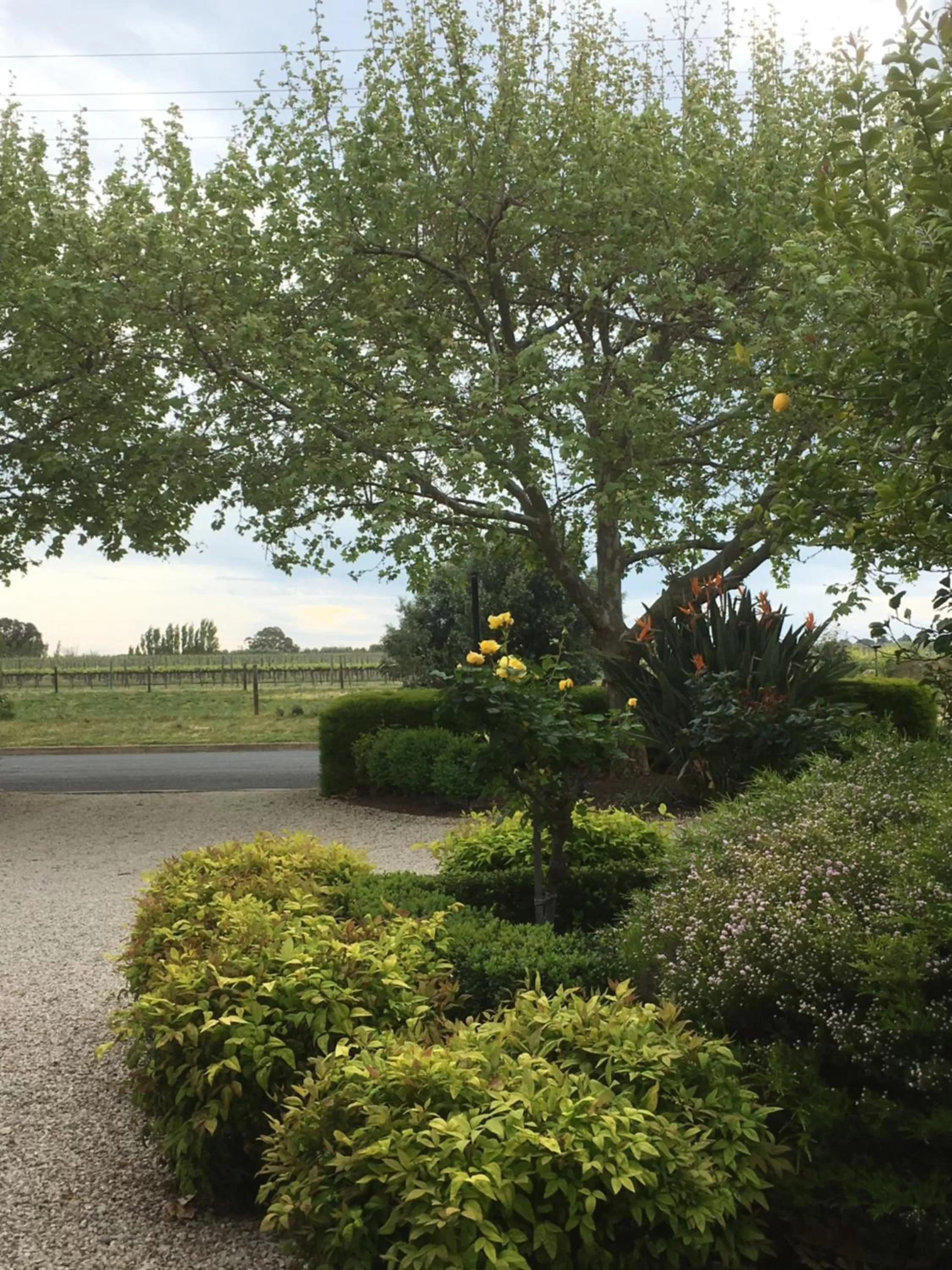 Garden in Wine and Roses Bed and Breakfast