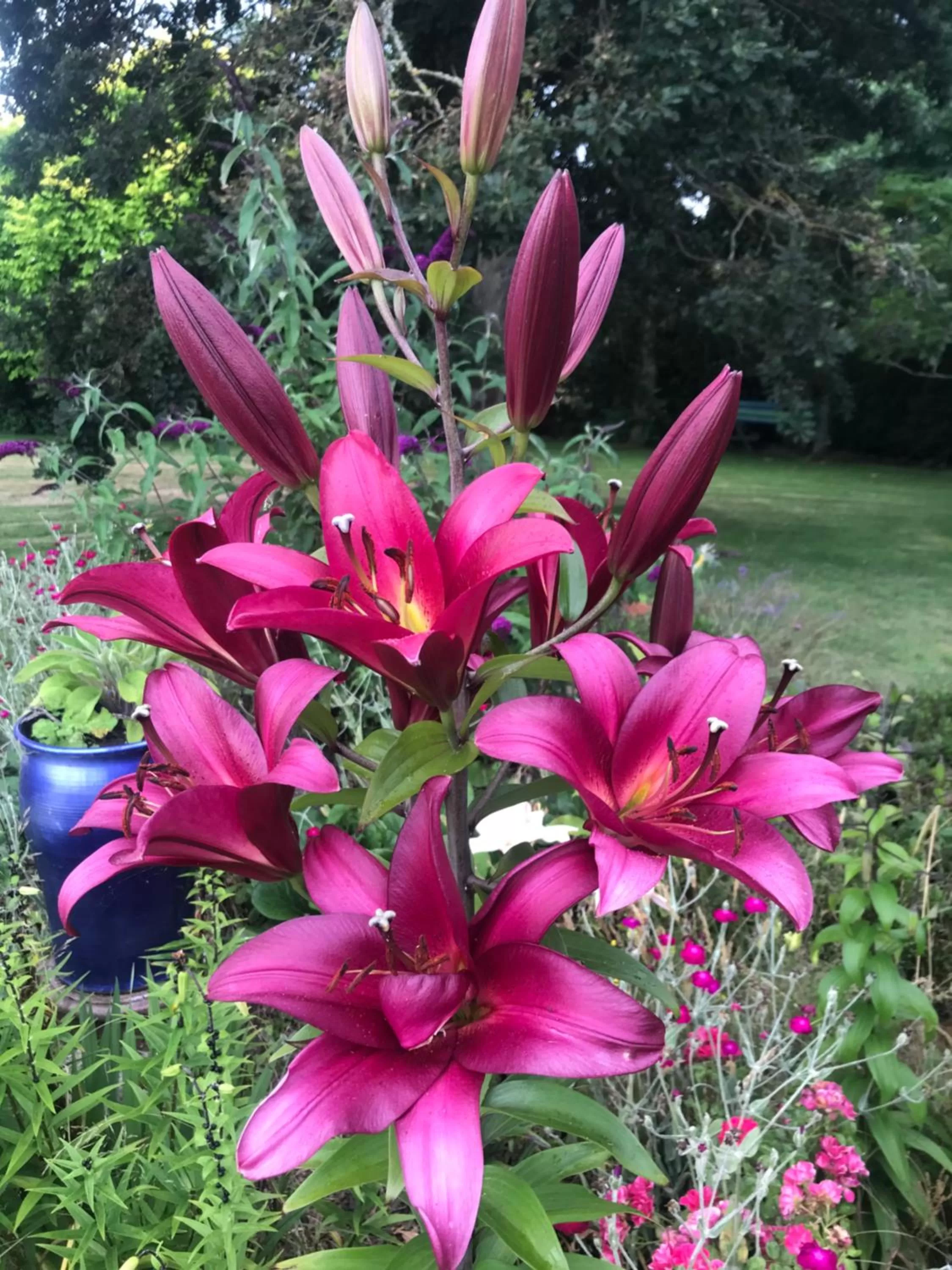 Garden in Newlands Bed and Breakfast