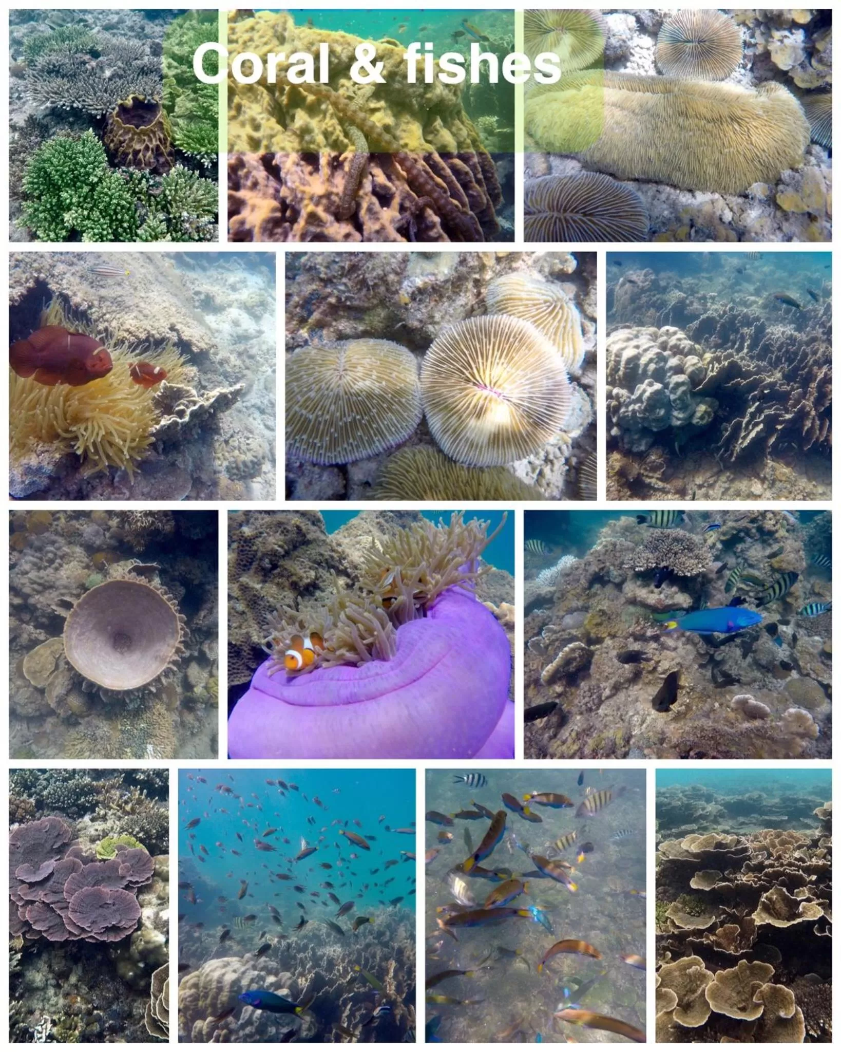 Dragon Pearl Beach Resort