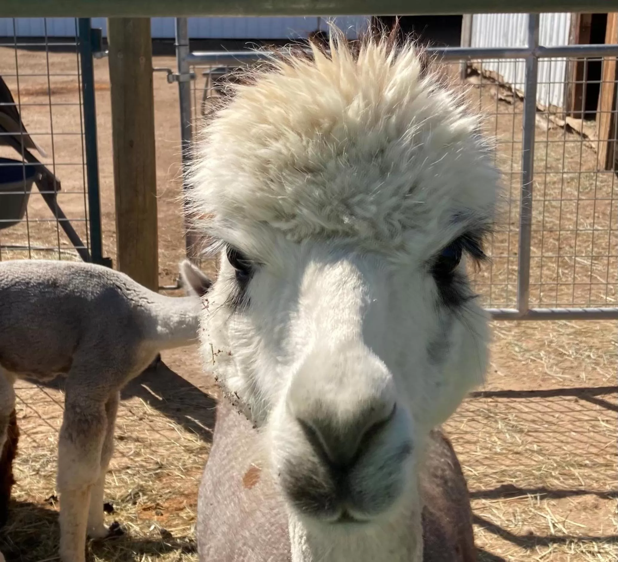 Activities, Other Animals in Smith Rock Resort
