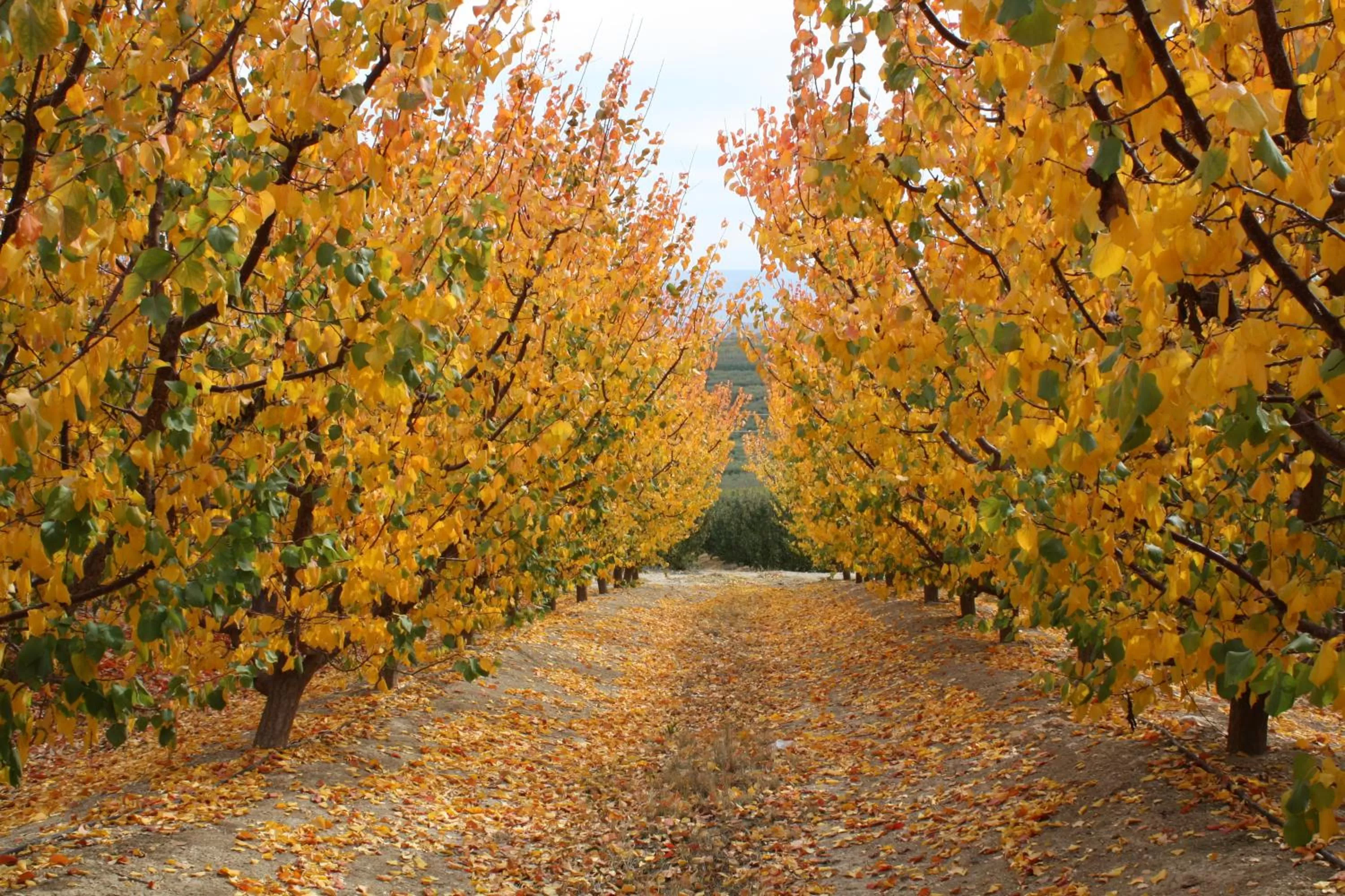 Autumn in Beit Shalom Historical boutique Hotel