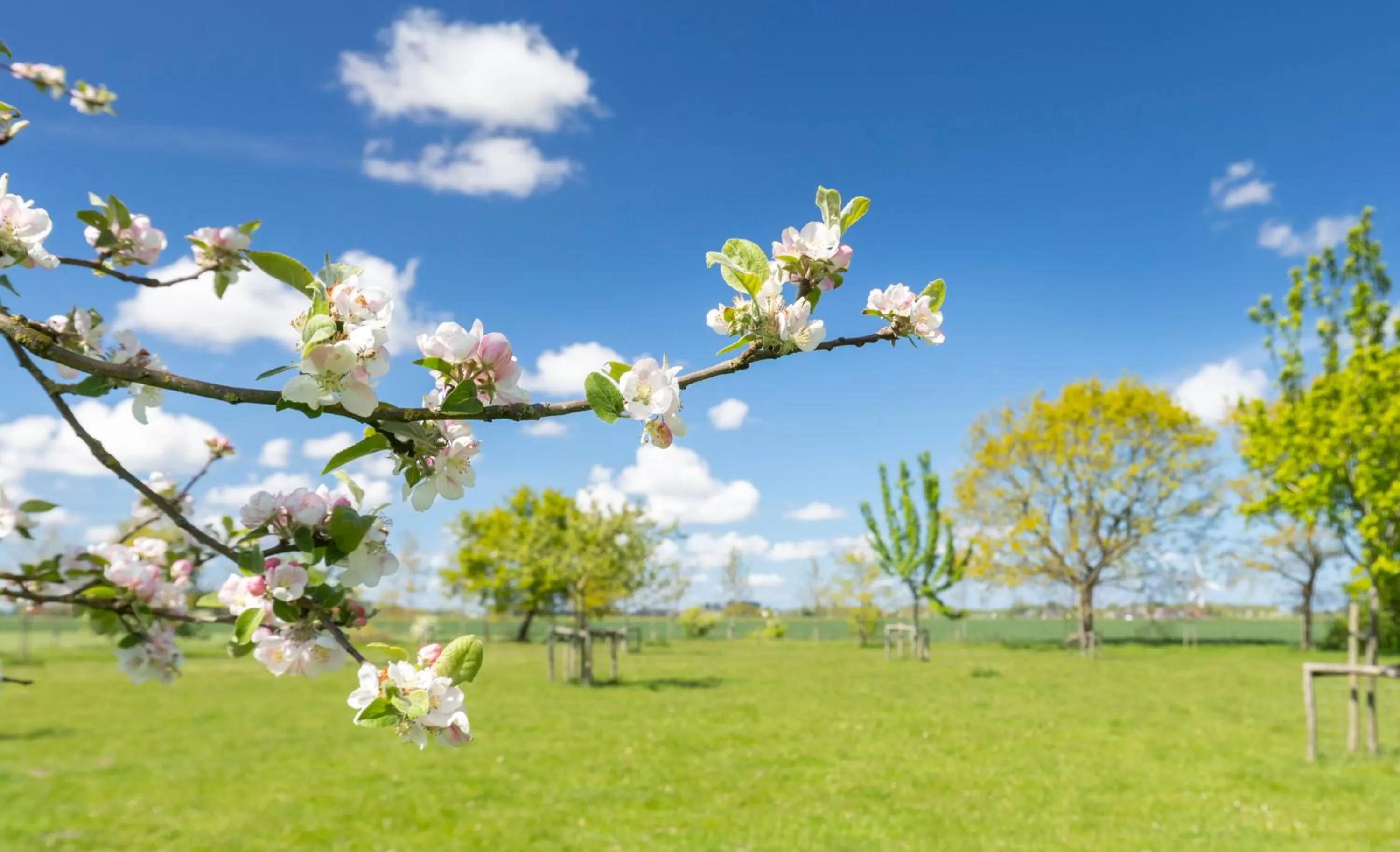 Garden in Bed and Breakfast Batenborg
