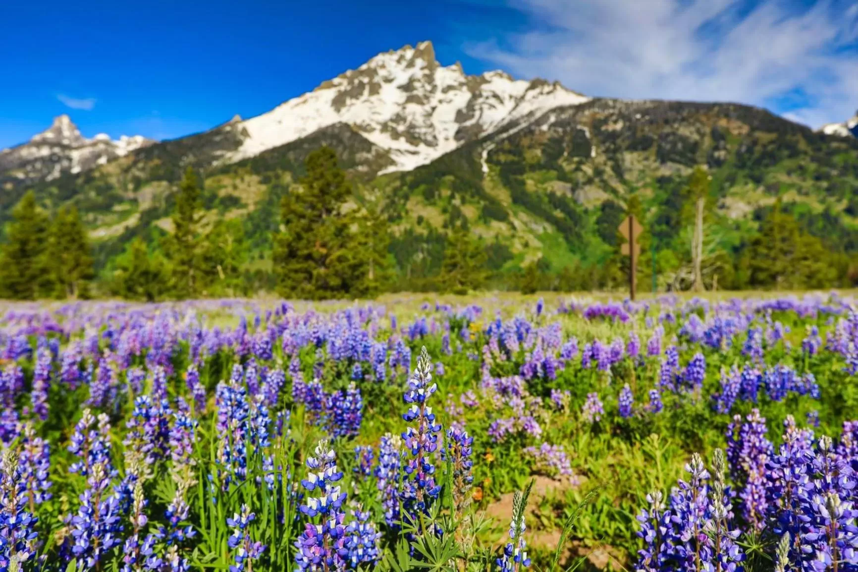Natural landscape in Gravity Haus Jackson Hole
