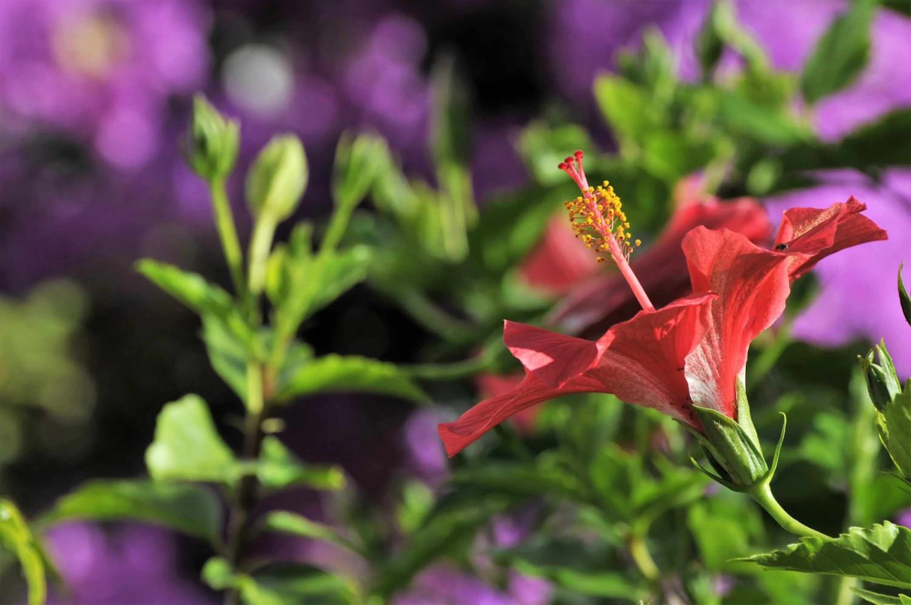 Garden in Brenton Beach House