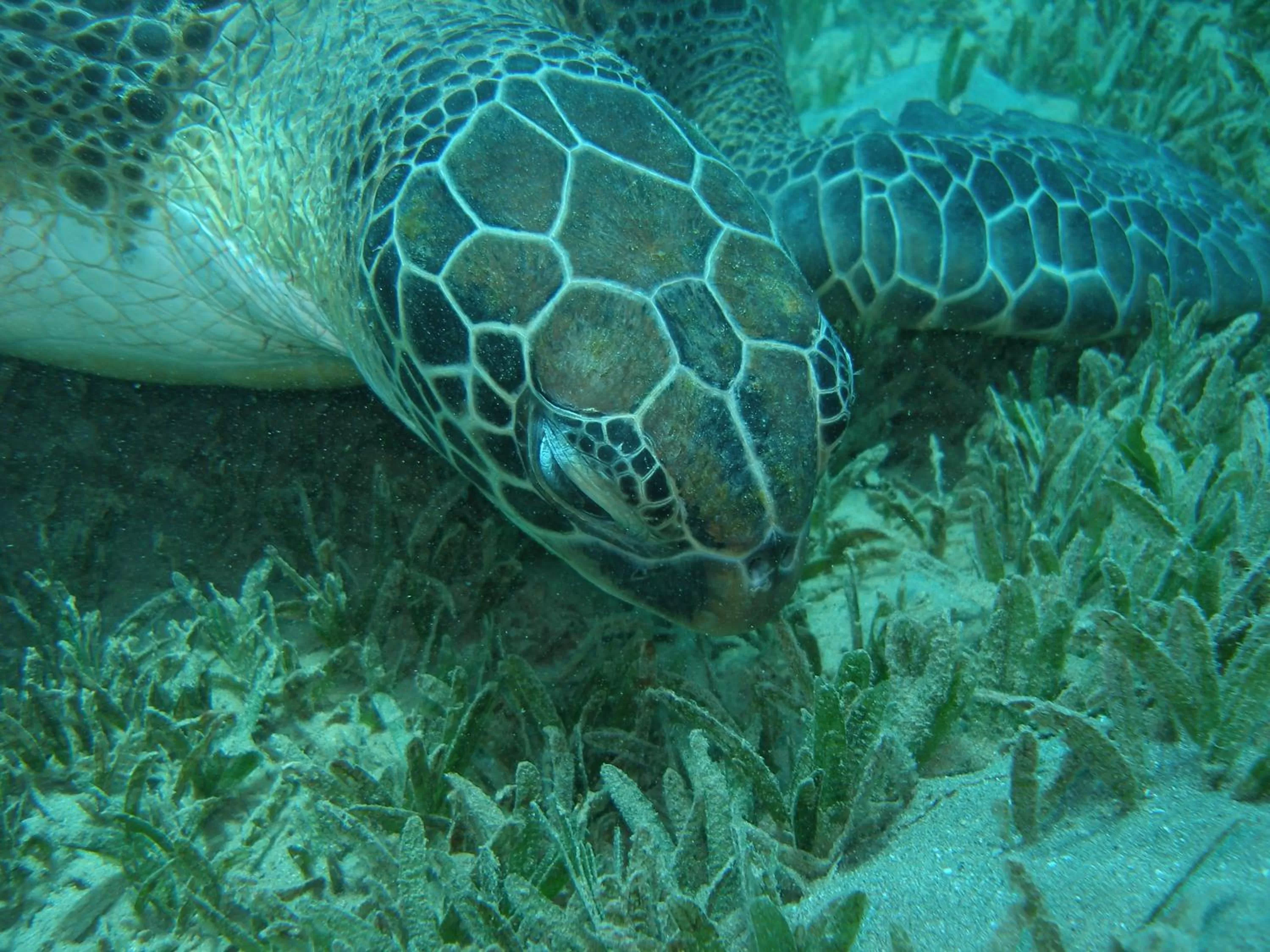 Snorkeling in Coral Sun Beach