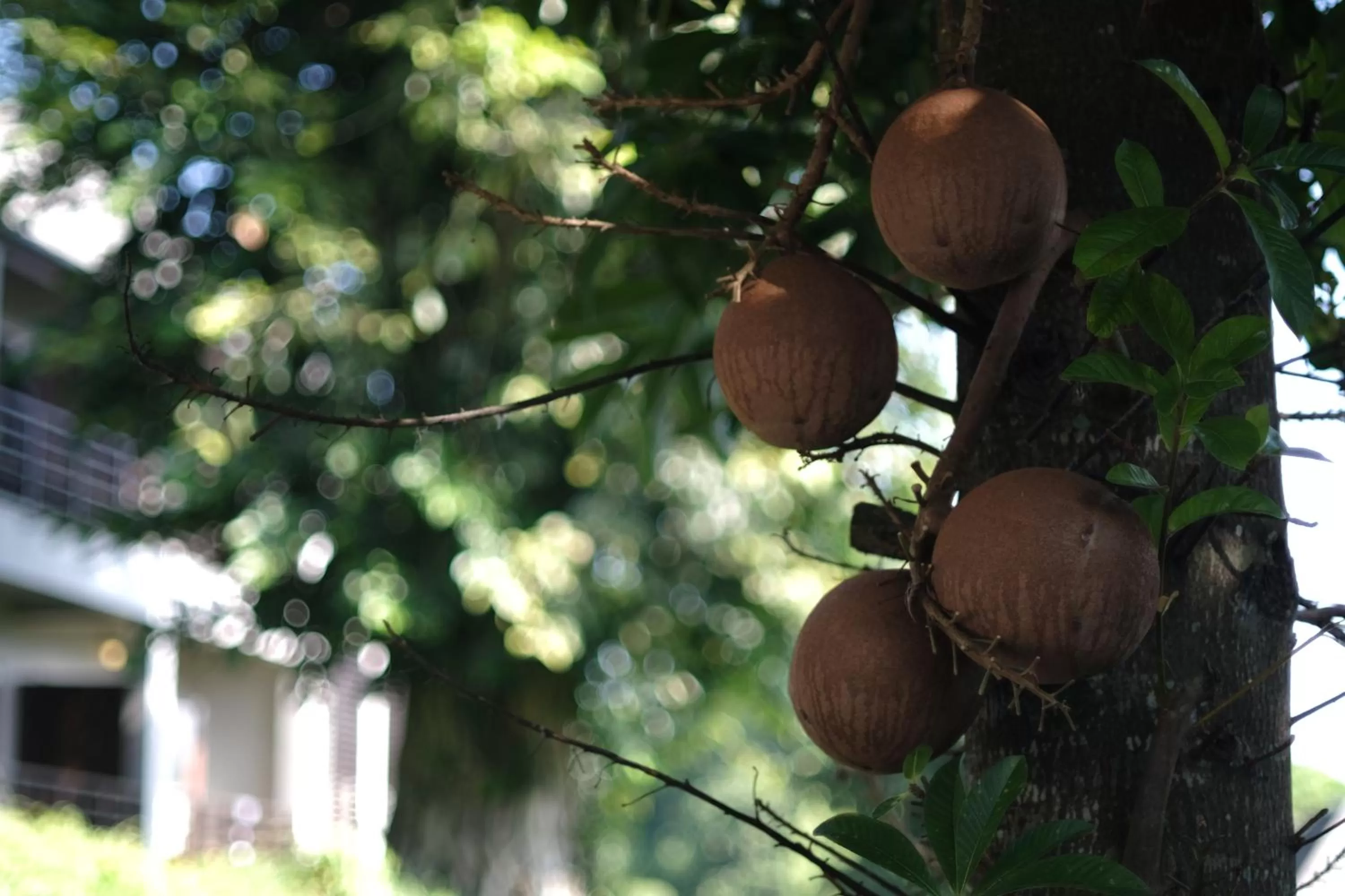 Other in Yoma Hotel, Pai
