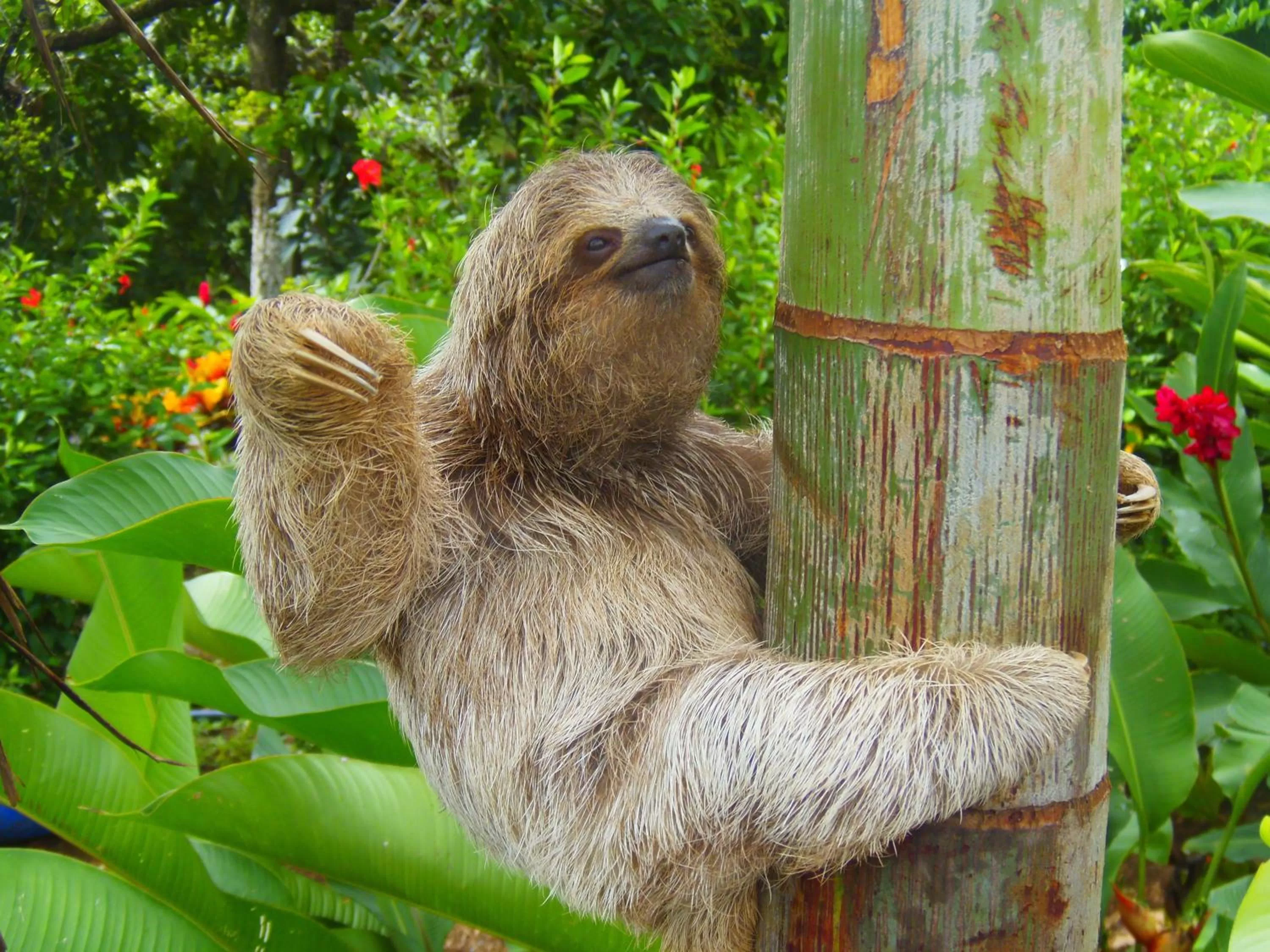 Animals in Hotel Heliconias Nature Inn & Hot Springs