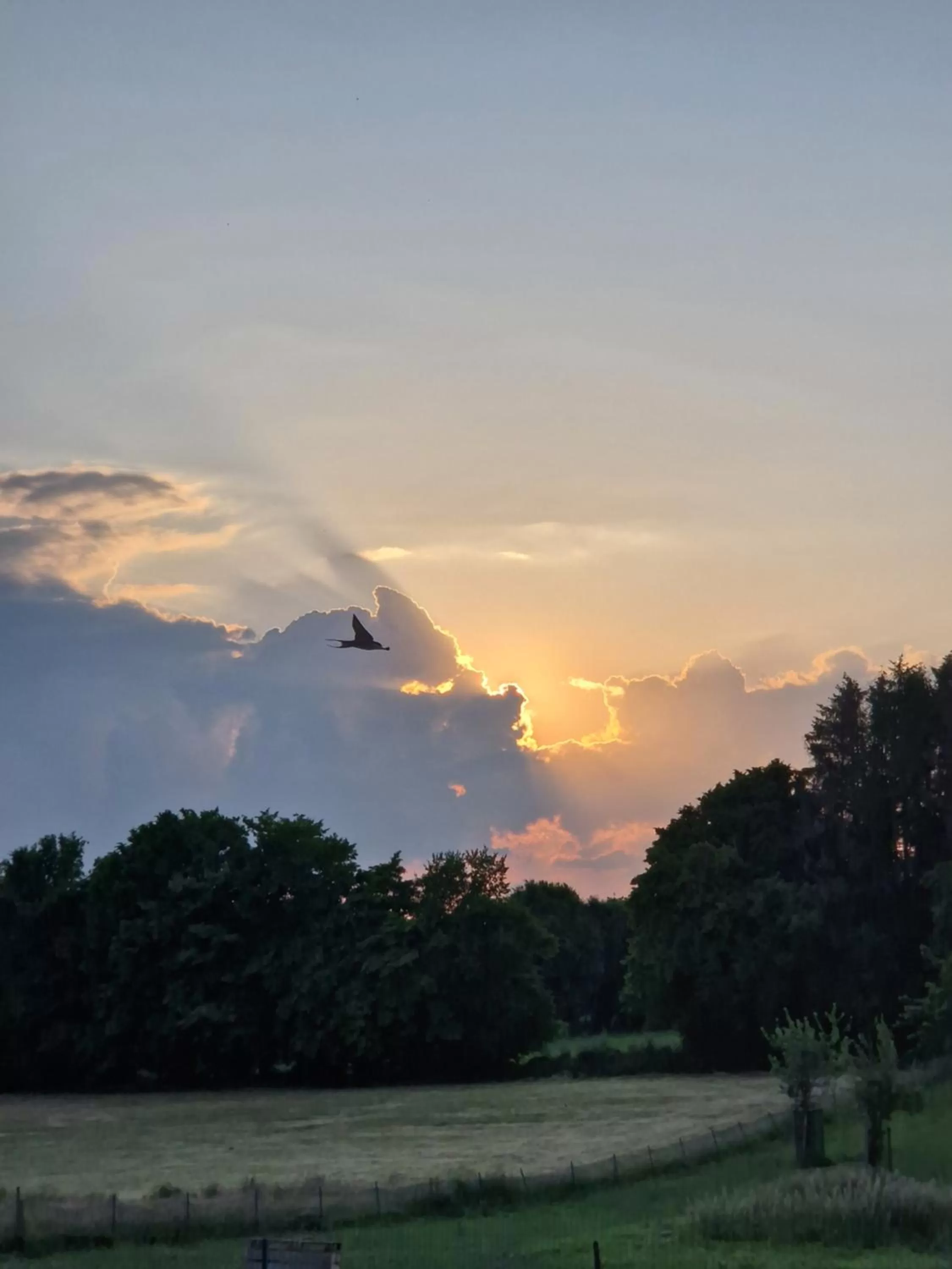 Natural landscape, Sunrise/Sunset in Habitat