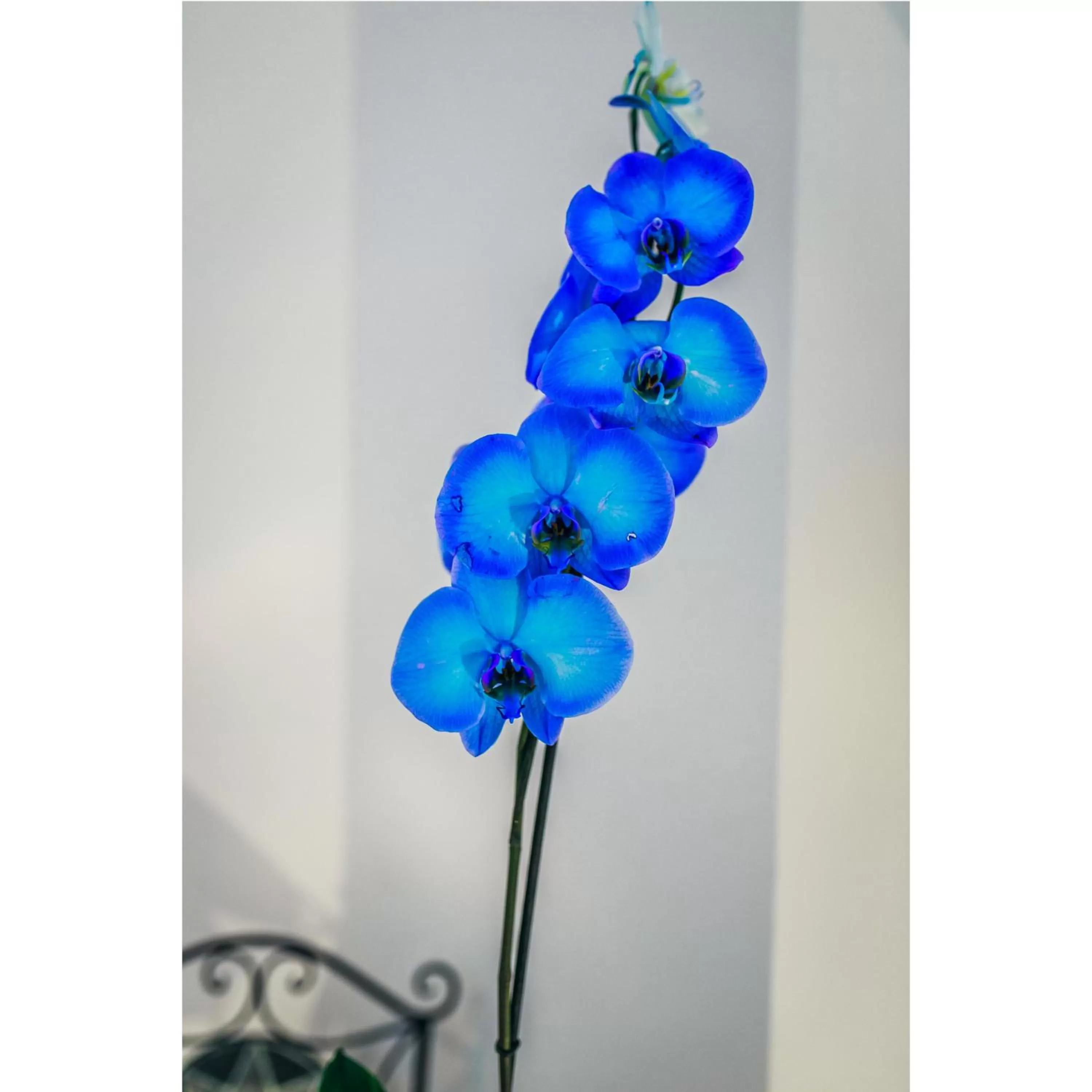 Spring in La Chicca in centro Altamura