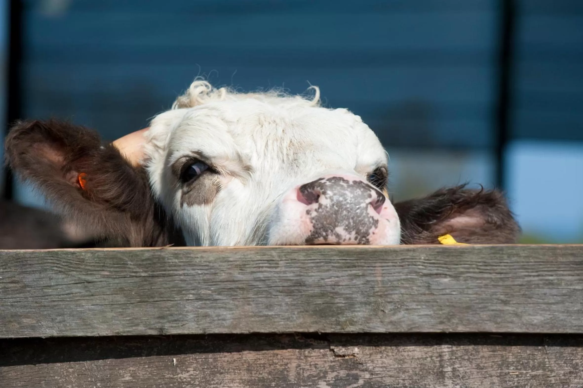 Animals, Pets in Broome Park Farm B&B
