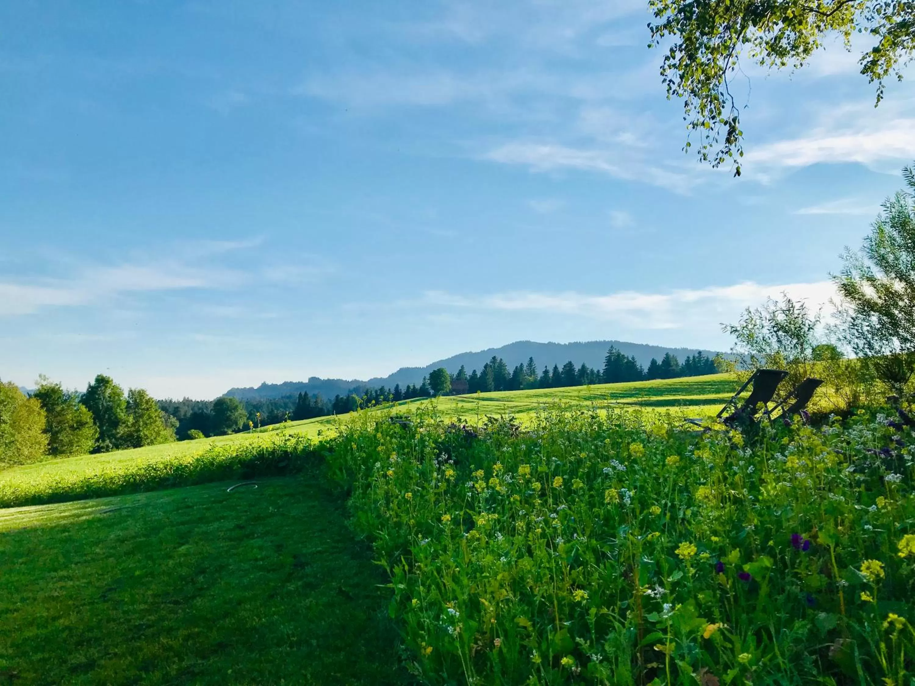 Garden view in Alpenloge Design Hotel