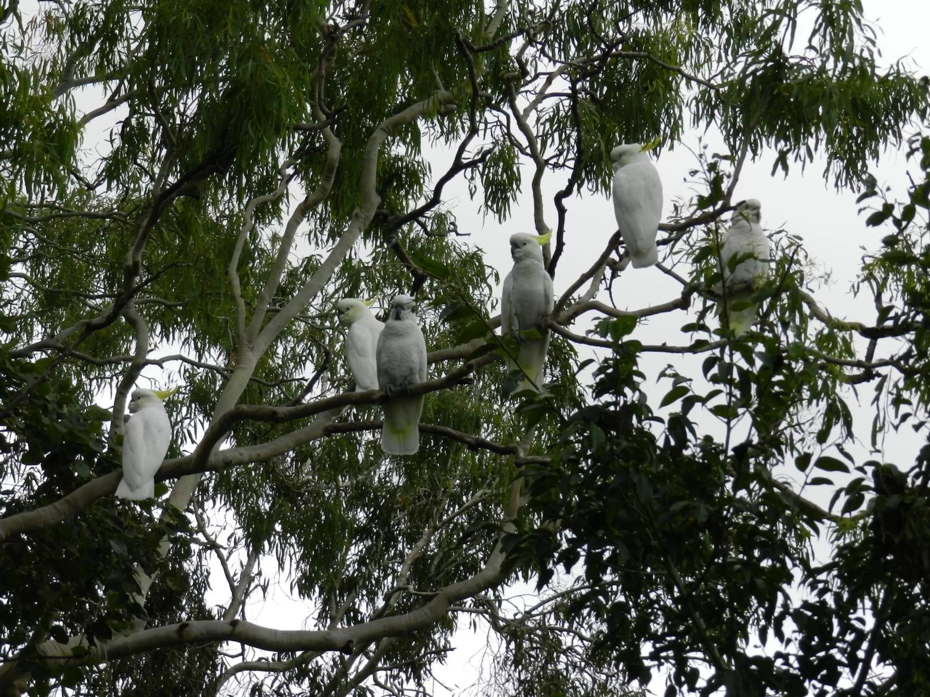 Garden view in Oskar's Rain Forest Retreat