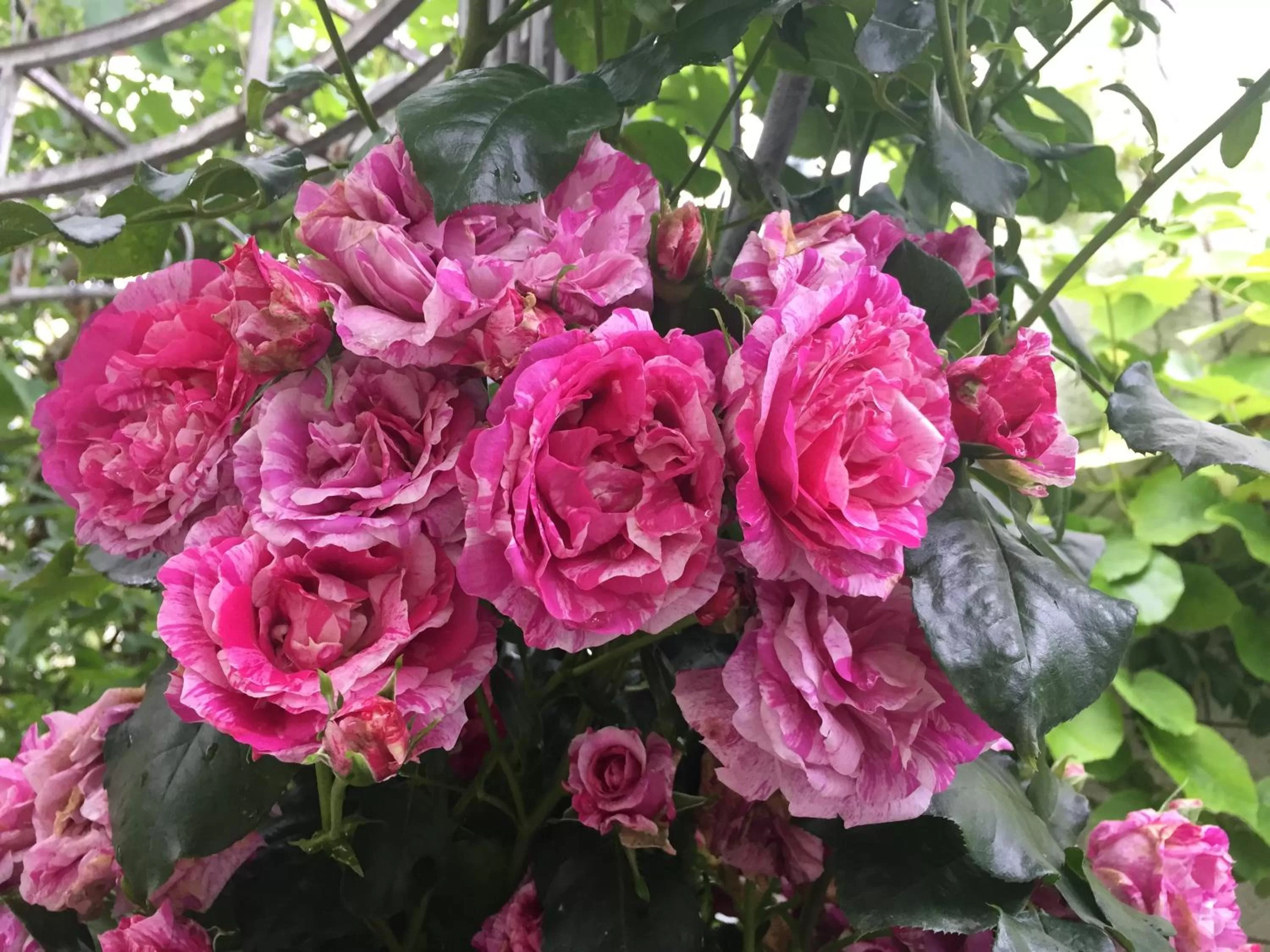 Summer in Jugendstil-Hof