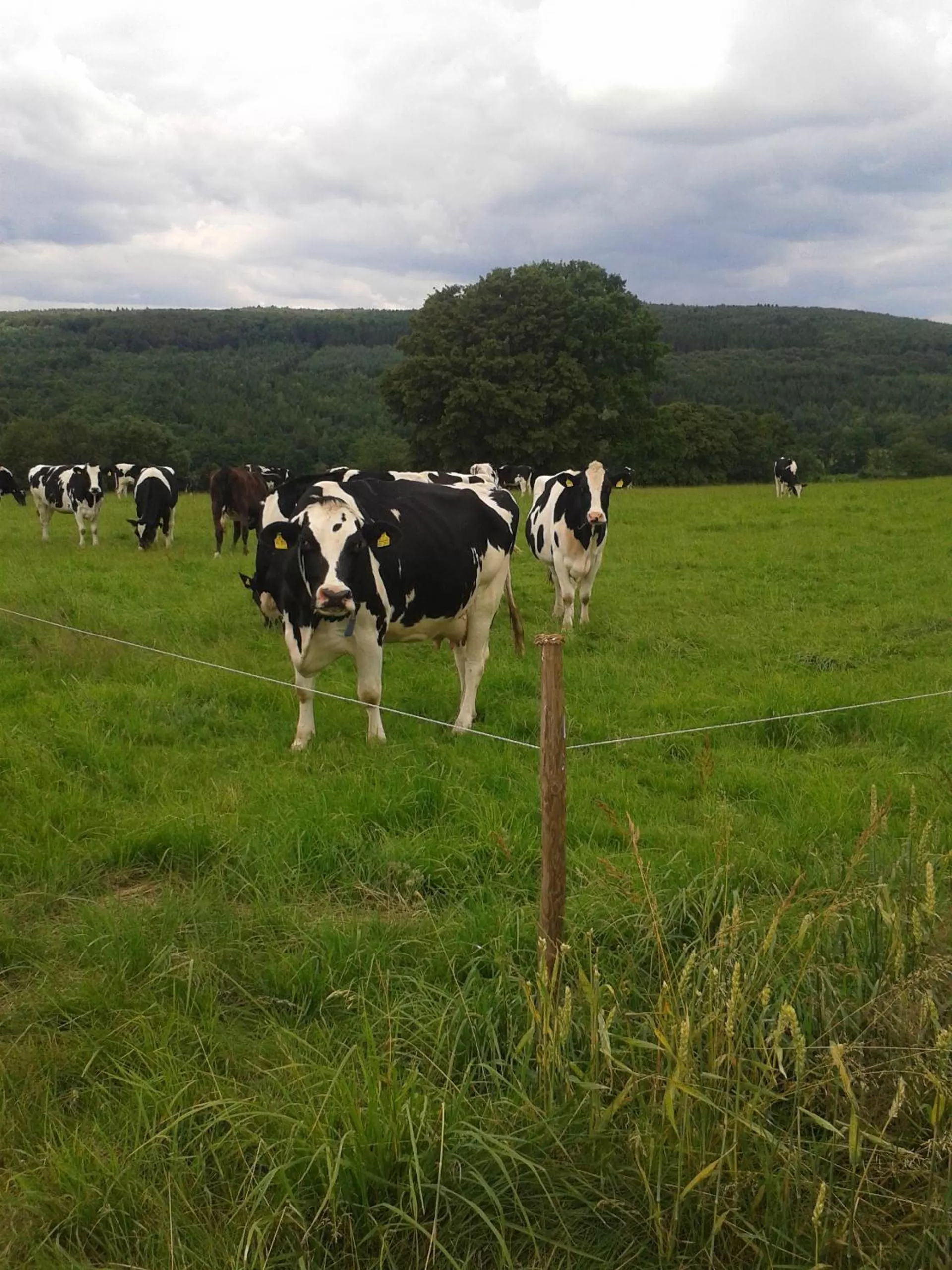 Animals in kleinHOTEL Steinau-Rabenstein GbR