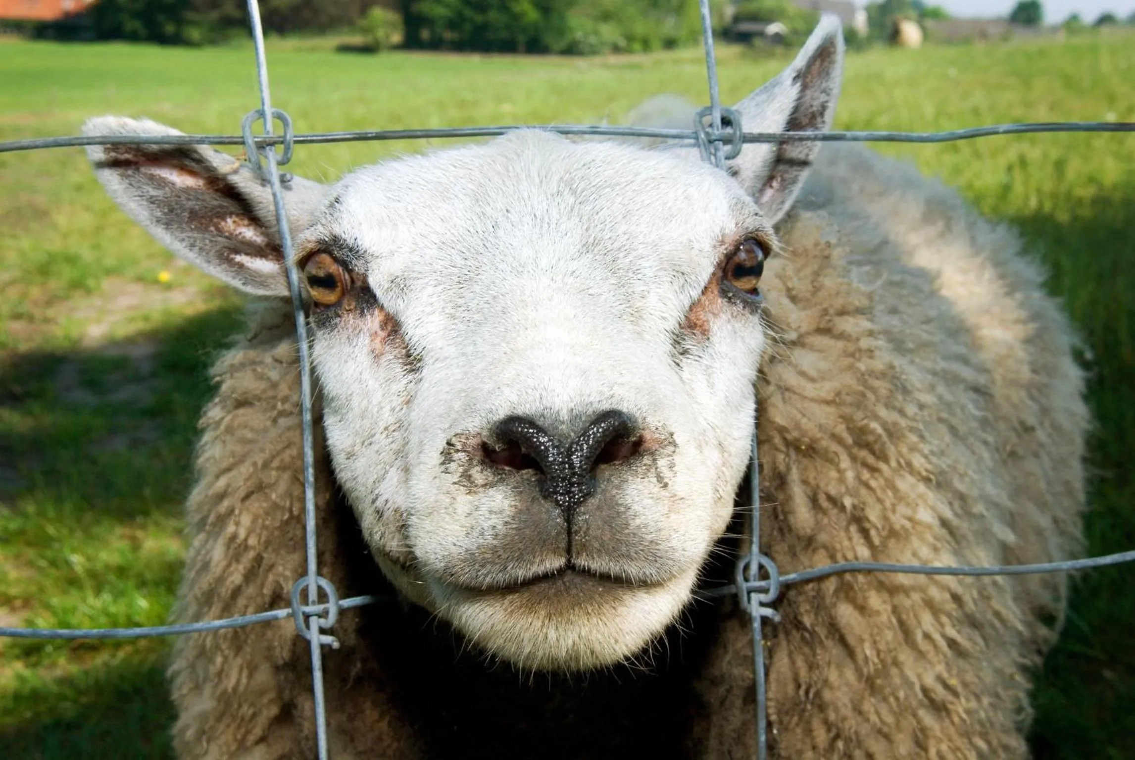 Animals in Grenshotel de Jonckheer