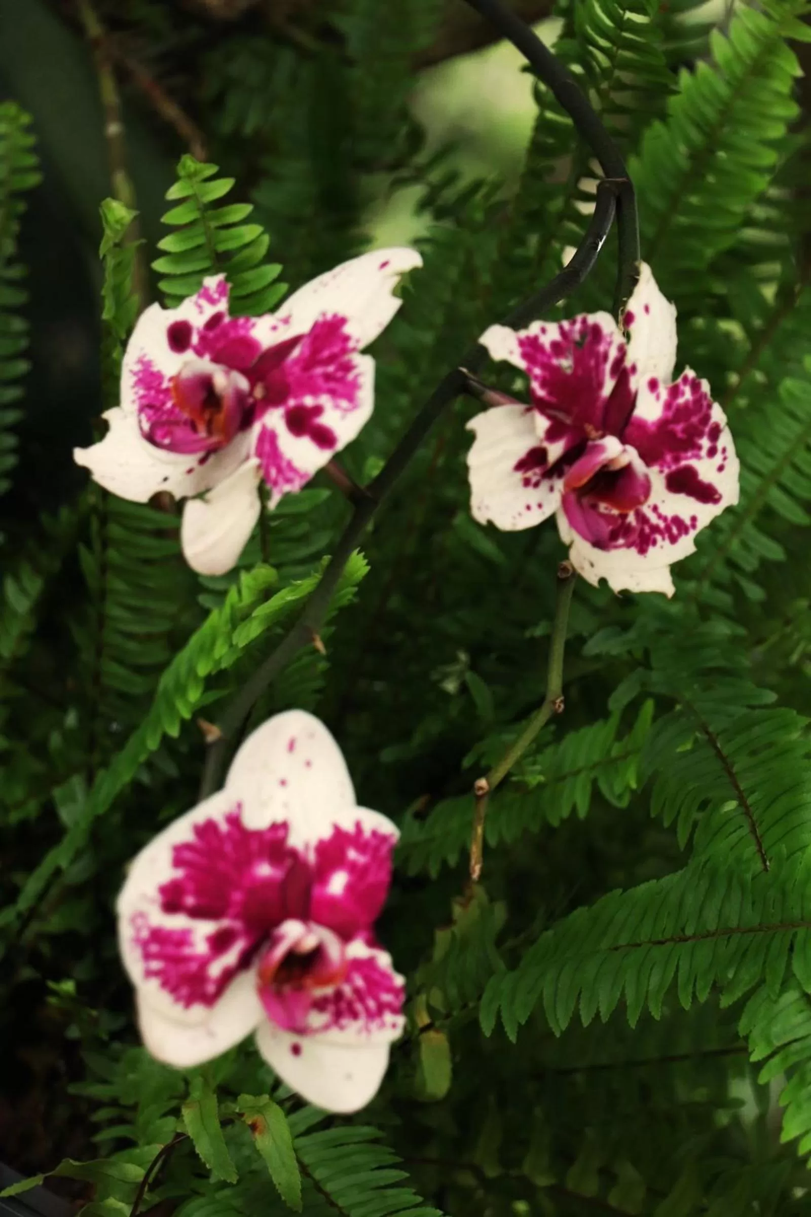 Garden in Pousada Santa Thereza