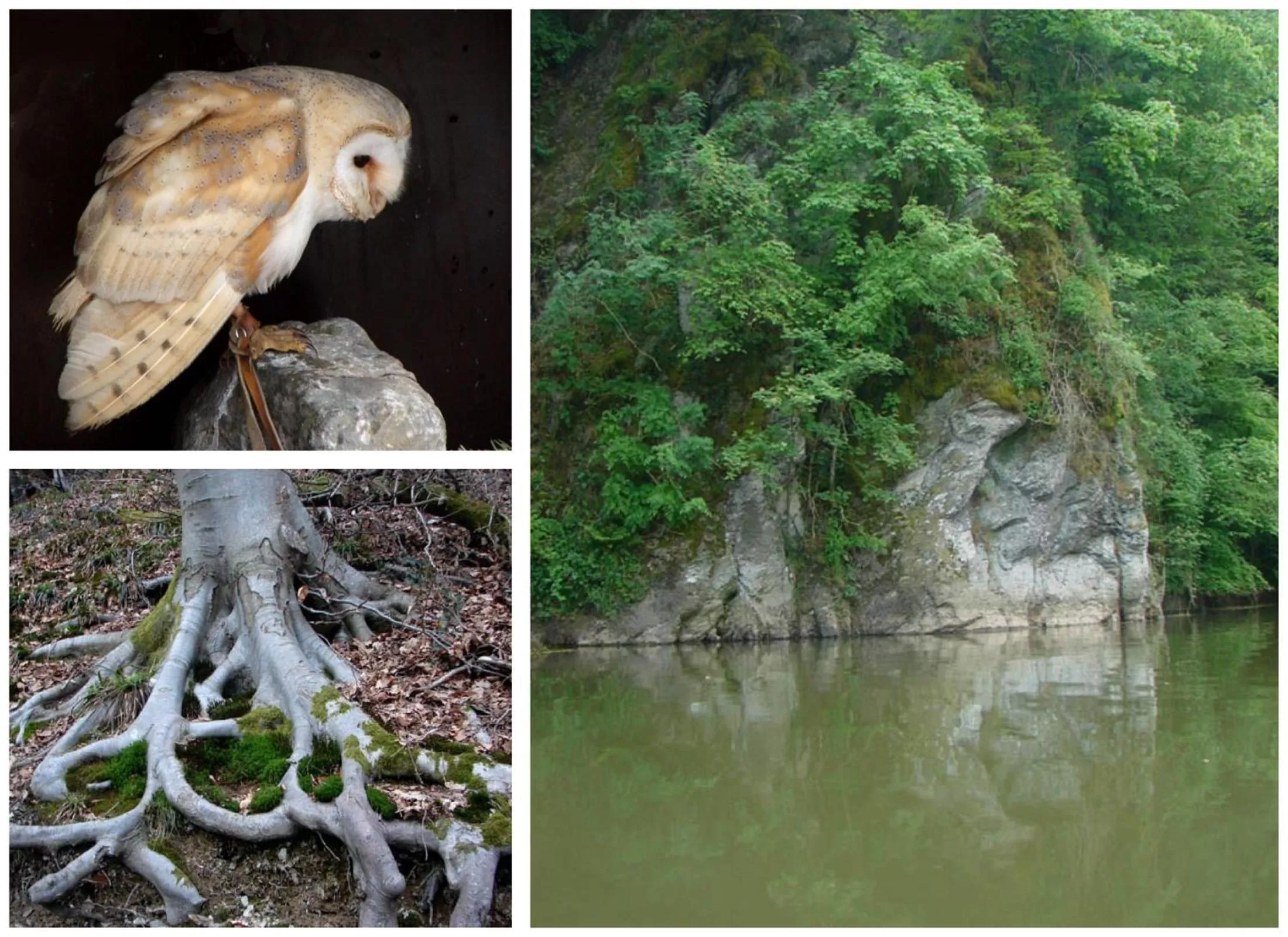 Hiking in Golden Lion