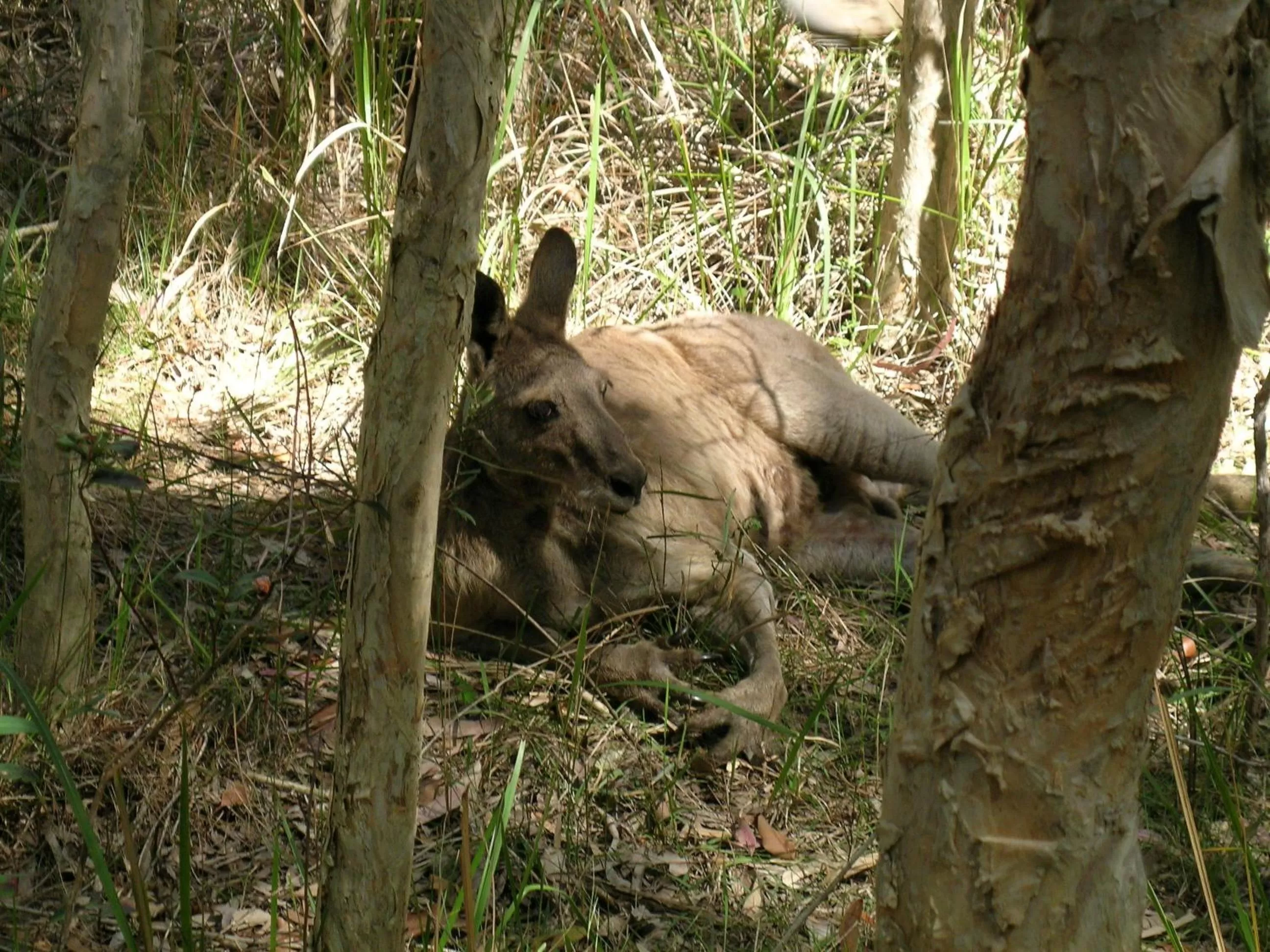 Animals in Lake Weyba Cottages Noosa