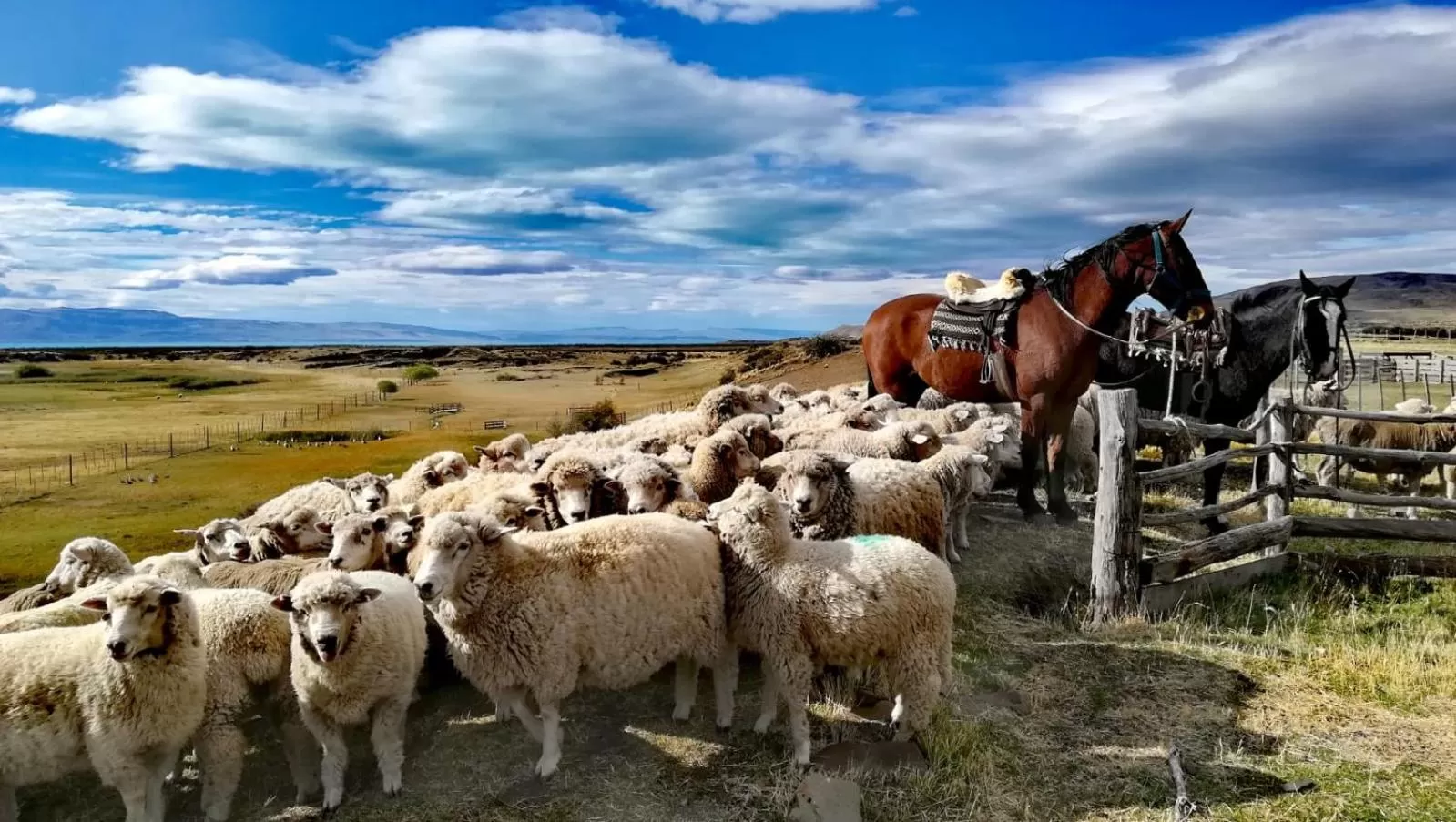 Other Animals in Hostería El Galpón Del Glaciar