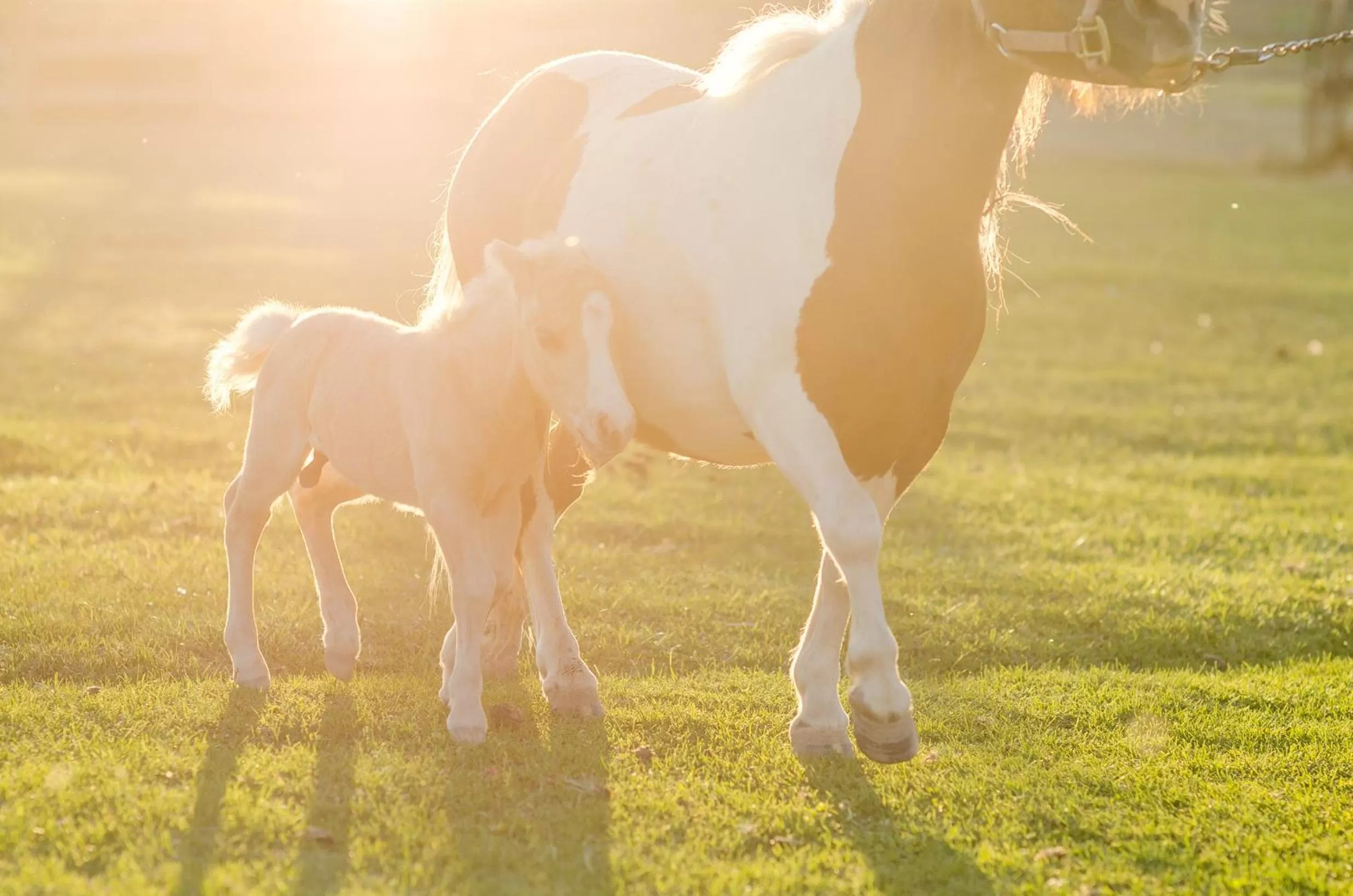 Pets in Zion Mountain Ranch